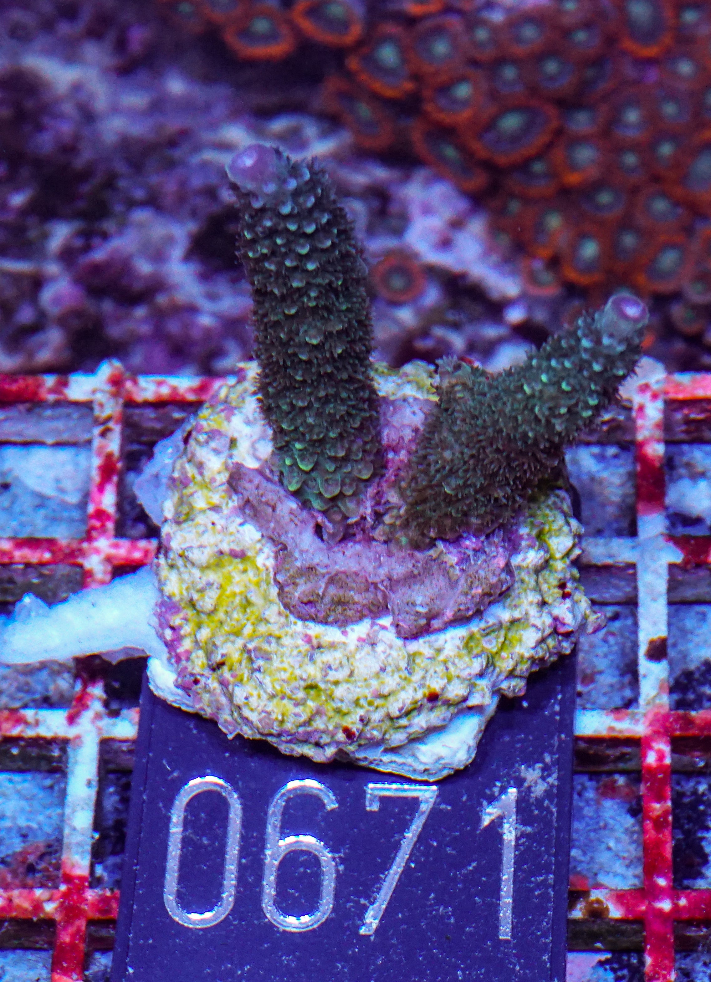 Acropora abrolhosenis “fluffy”