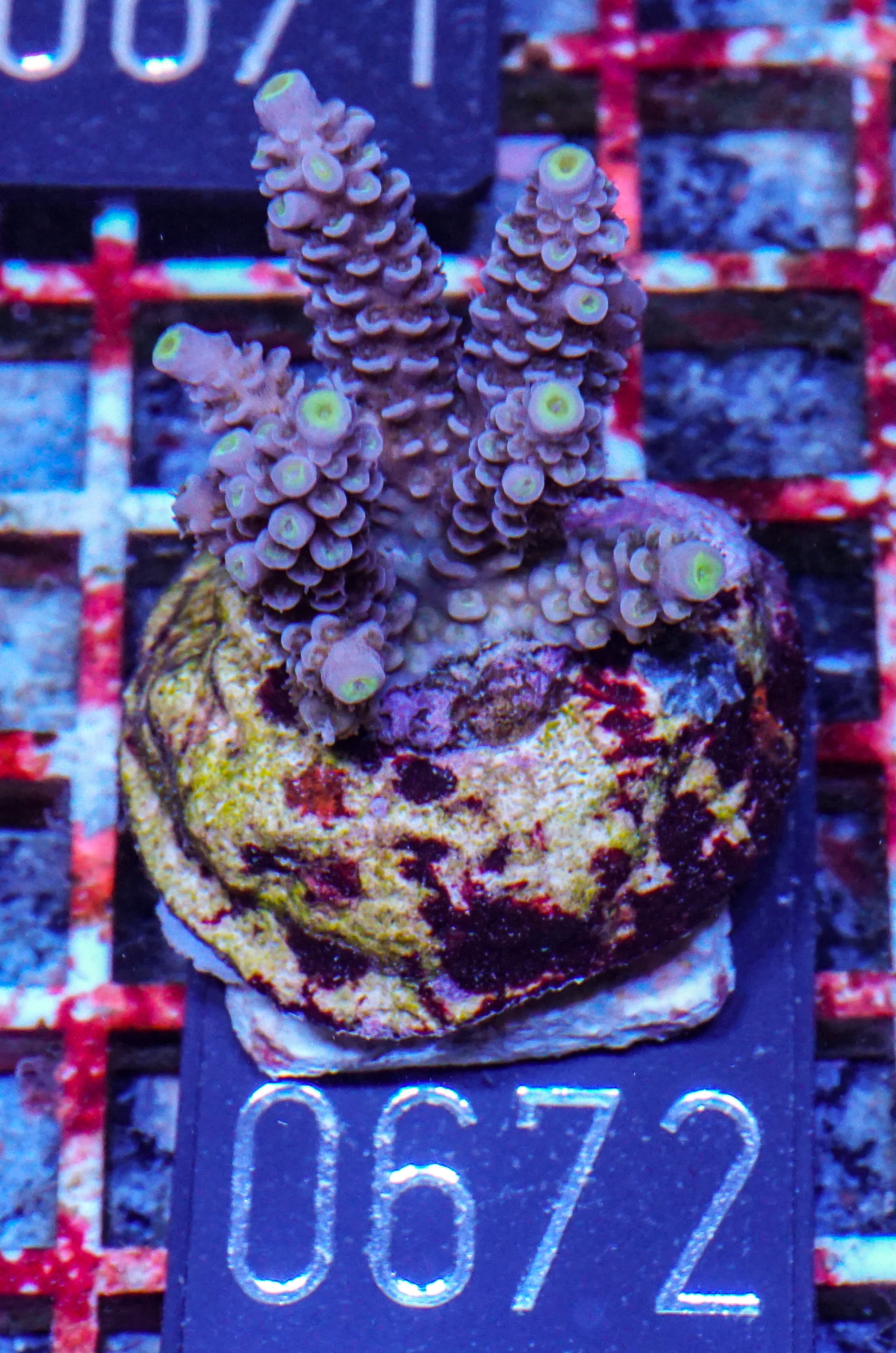 Acropora tenuis “Walt Disney art”
