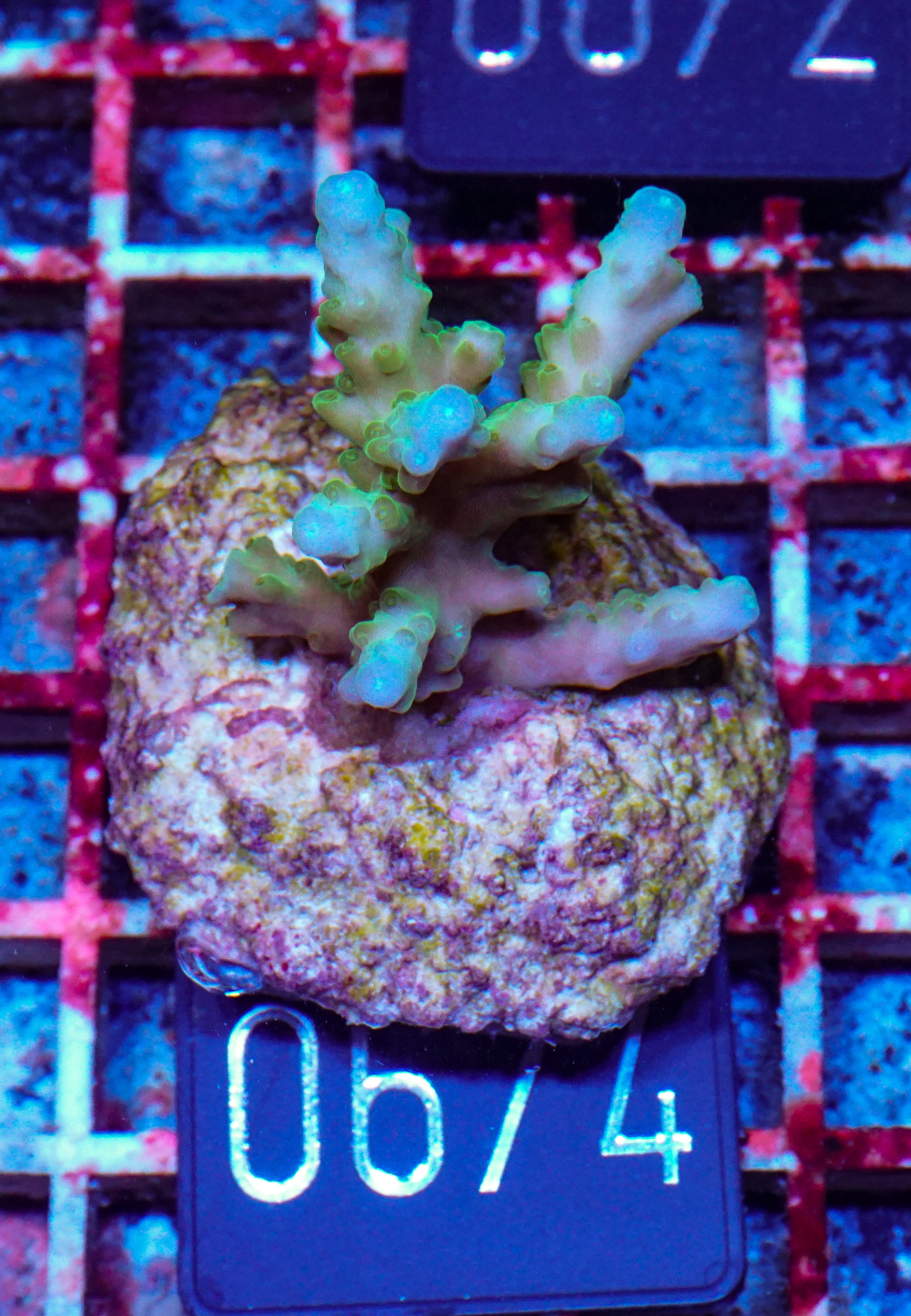 Acropora loisetteae "blue tips"