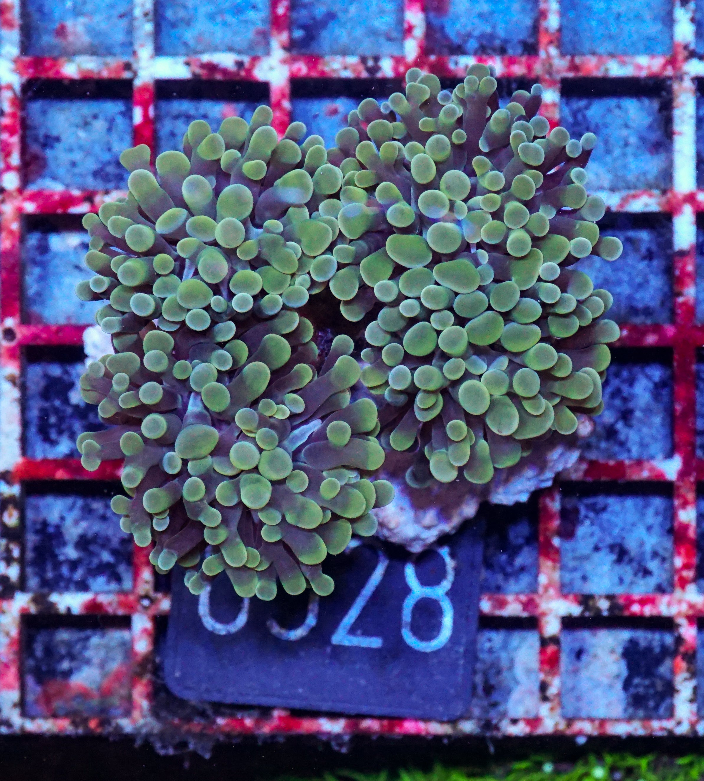 Euphyllia/Fimbriaphyllia paraancora "golden nugget"