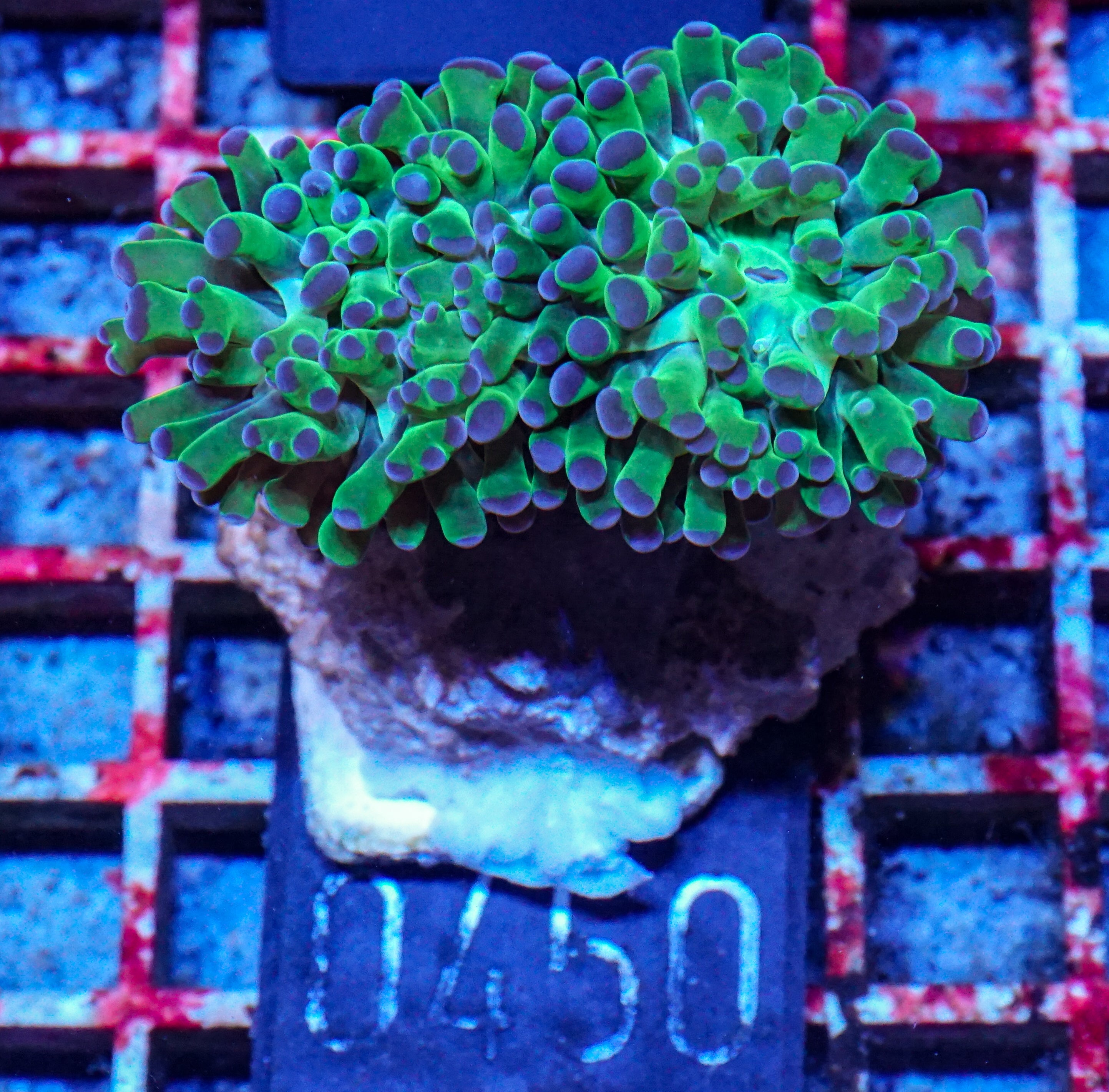 Euphyllia/Fimbriaphyllia paraancora