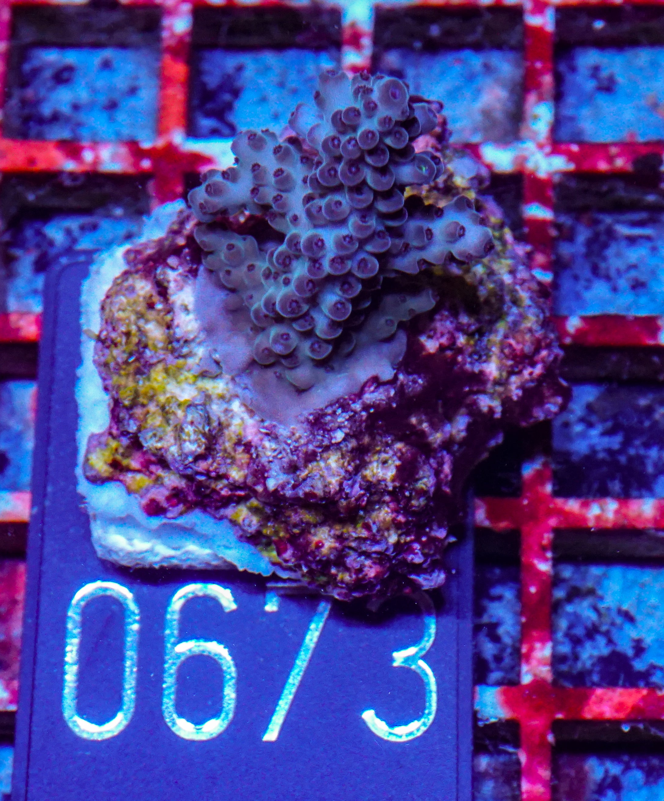 Acropora sp. "Ronnies dream" - rare