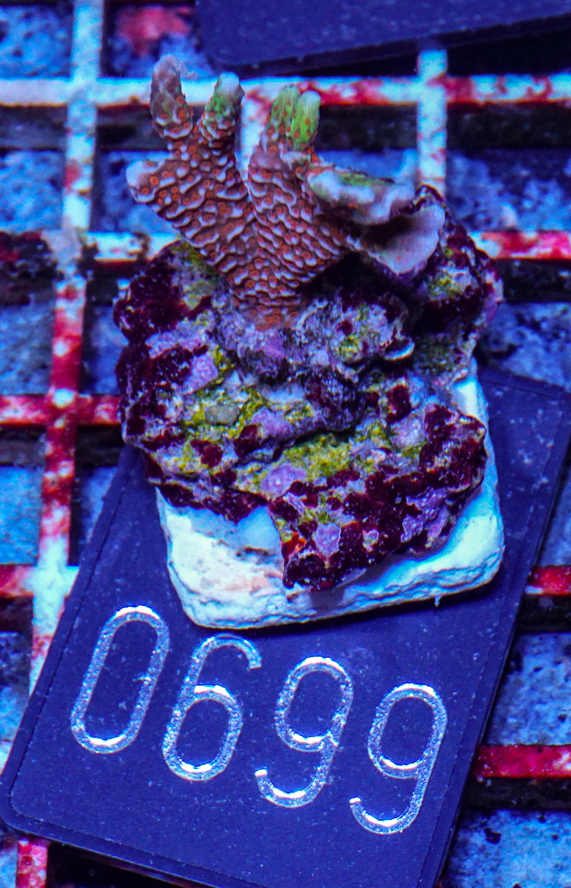 Montipora samarensis "bubble gum"