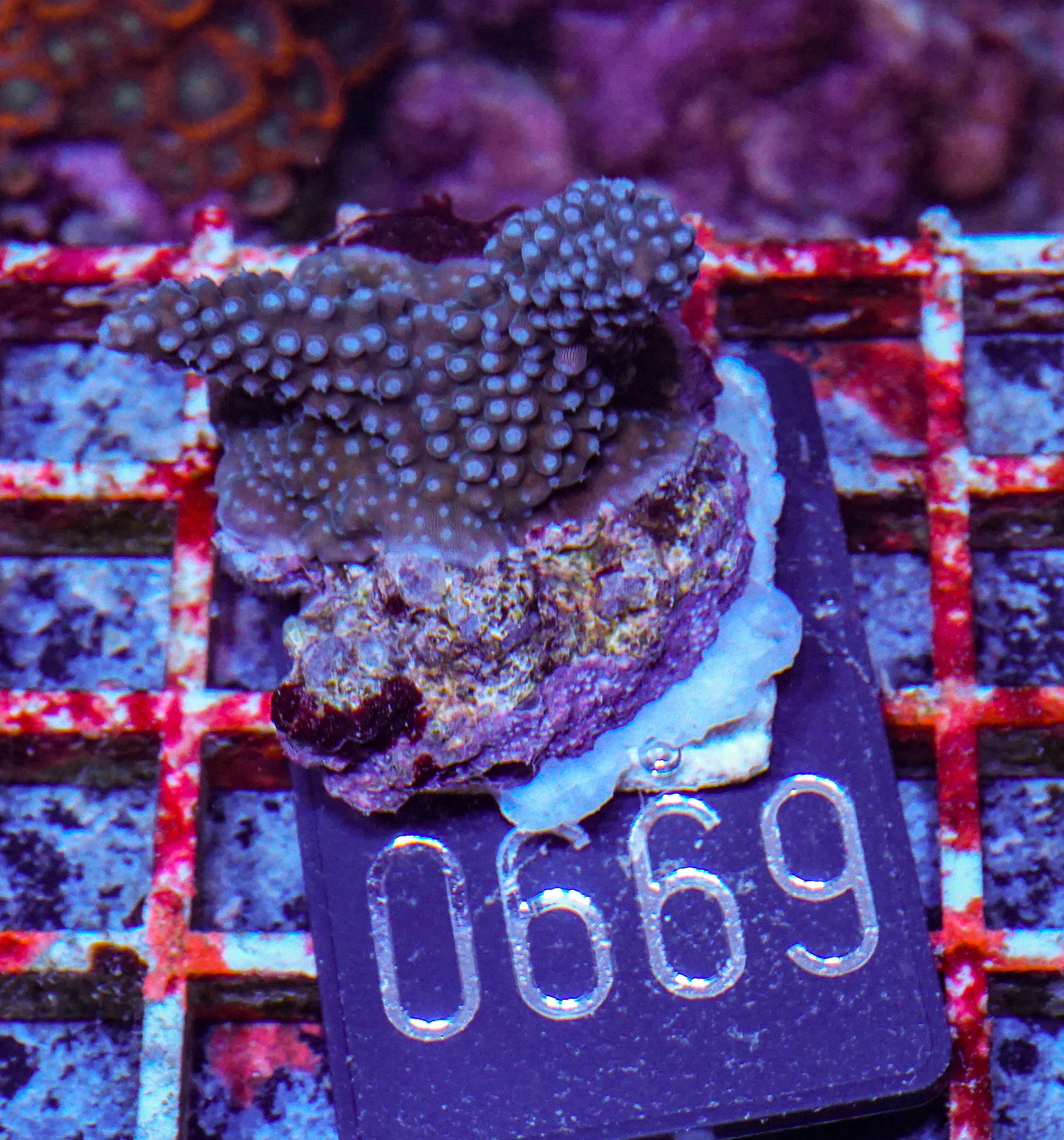 Acropora secale “Joker”