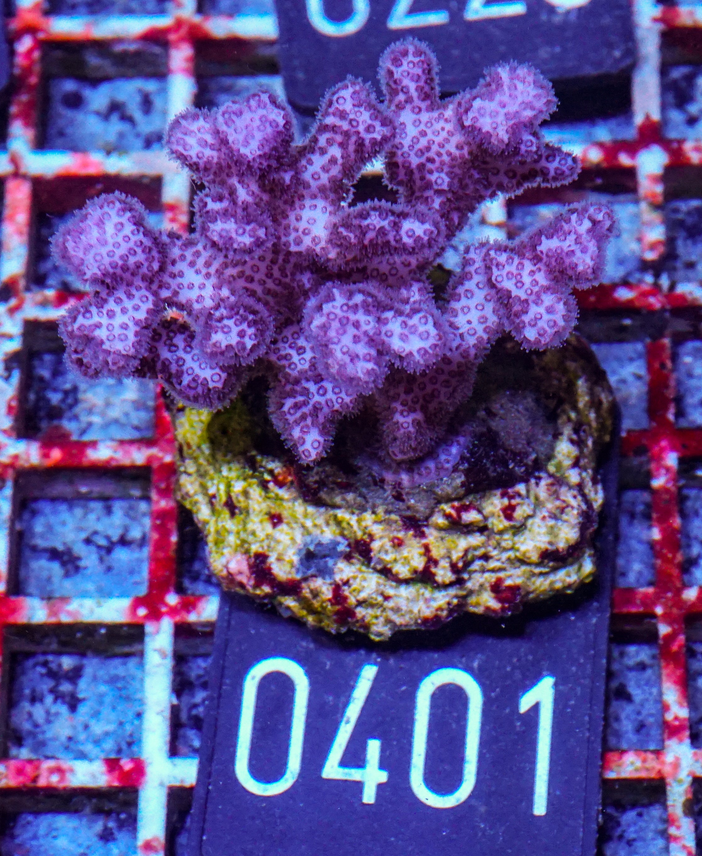 Pocillopora damicornis "pink" (Copy)