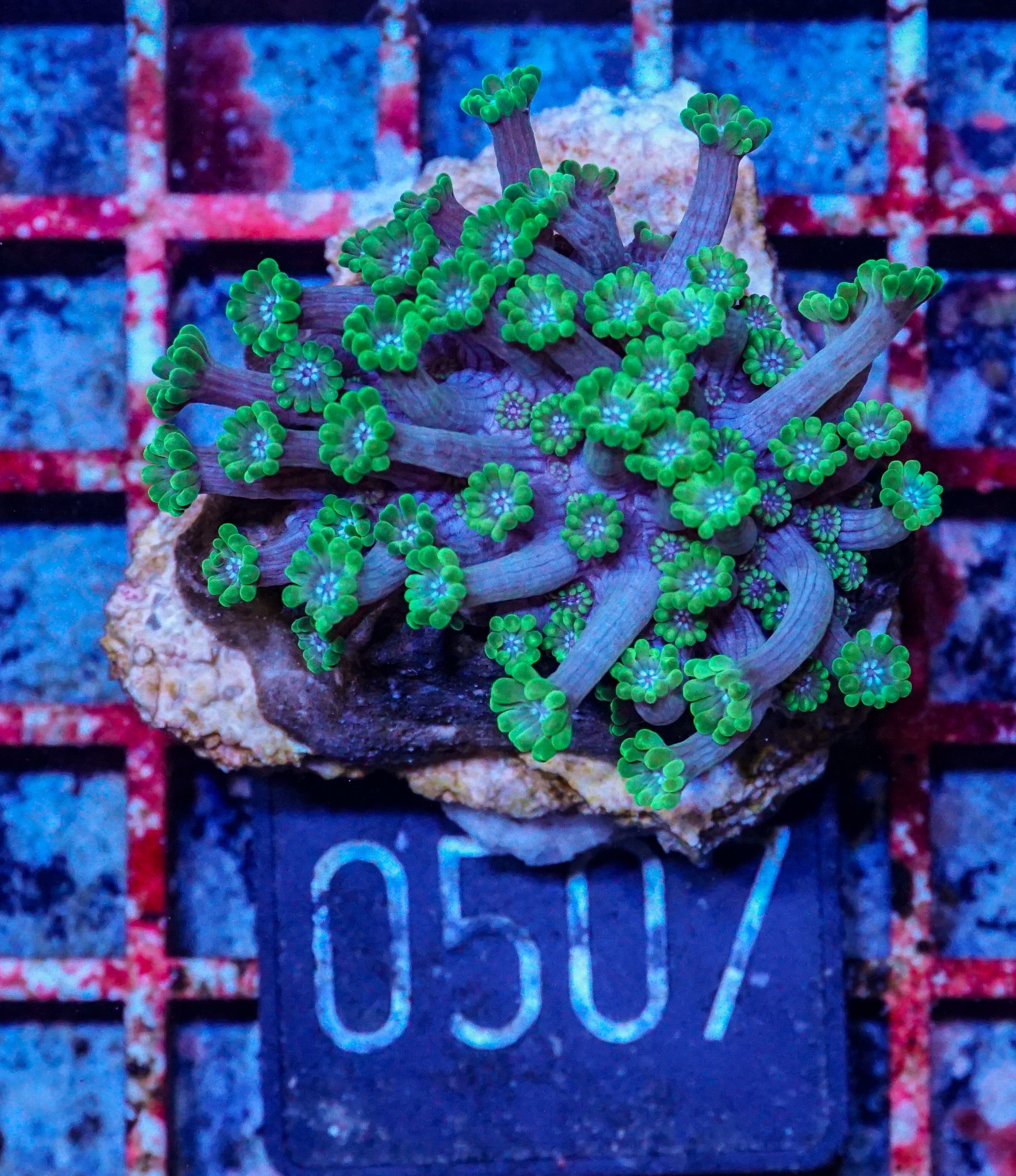 Alveopora sp. "grün"