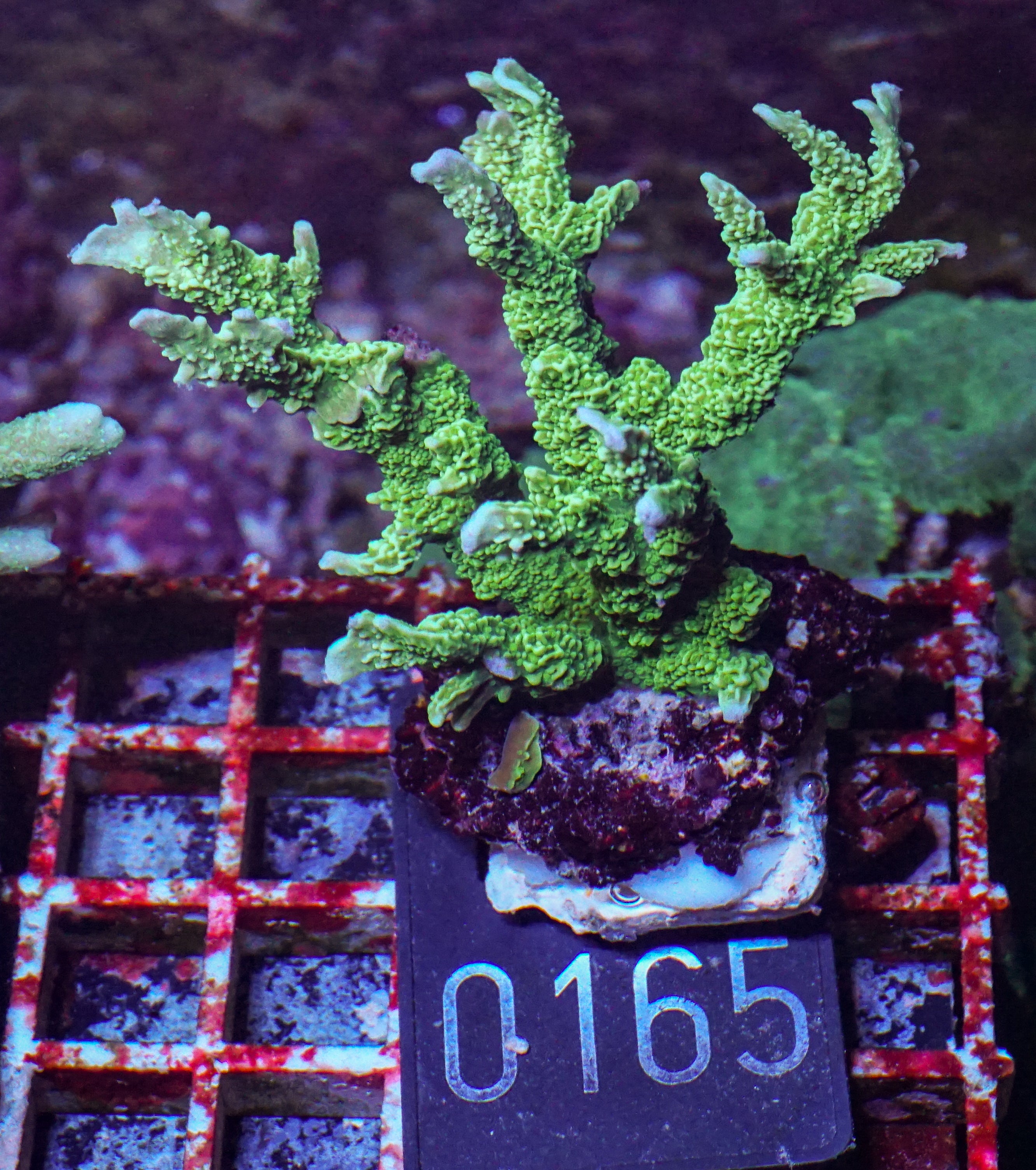 Montipora stellata "grün"