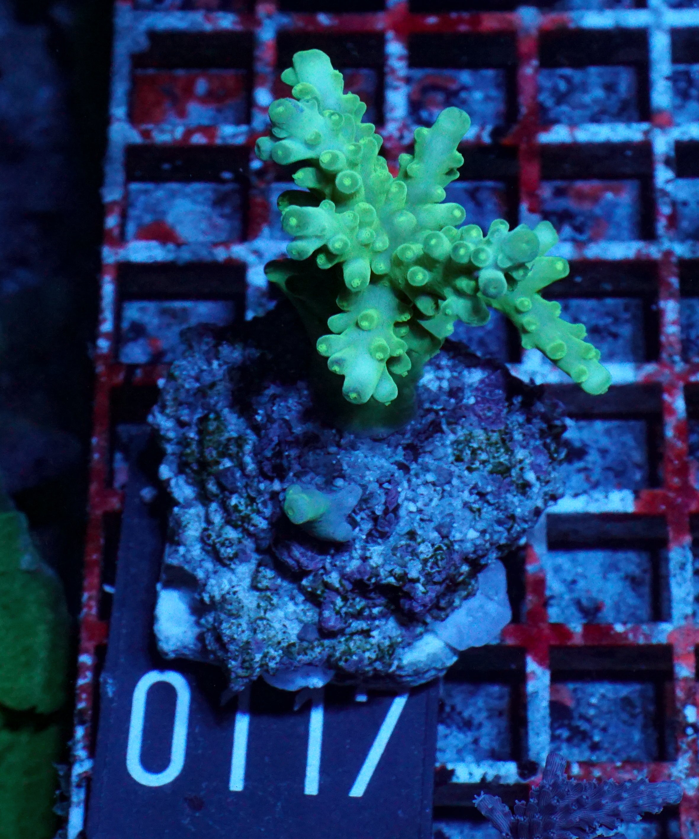 Acropora austera “golden age”