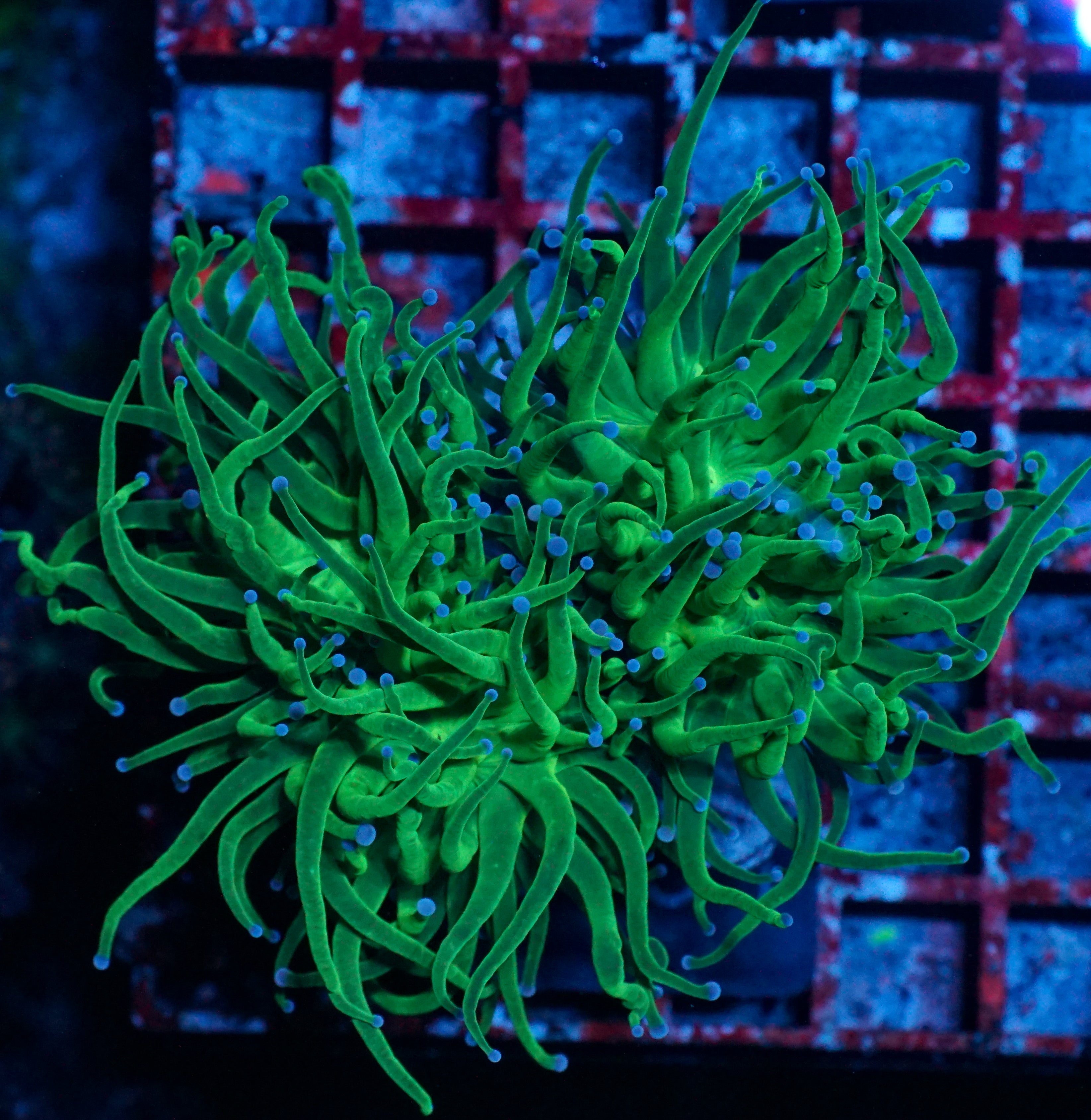Euphyllia glabrescens "toxic green"