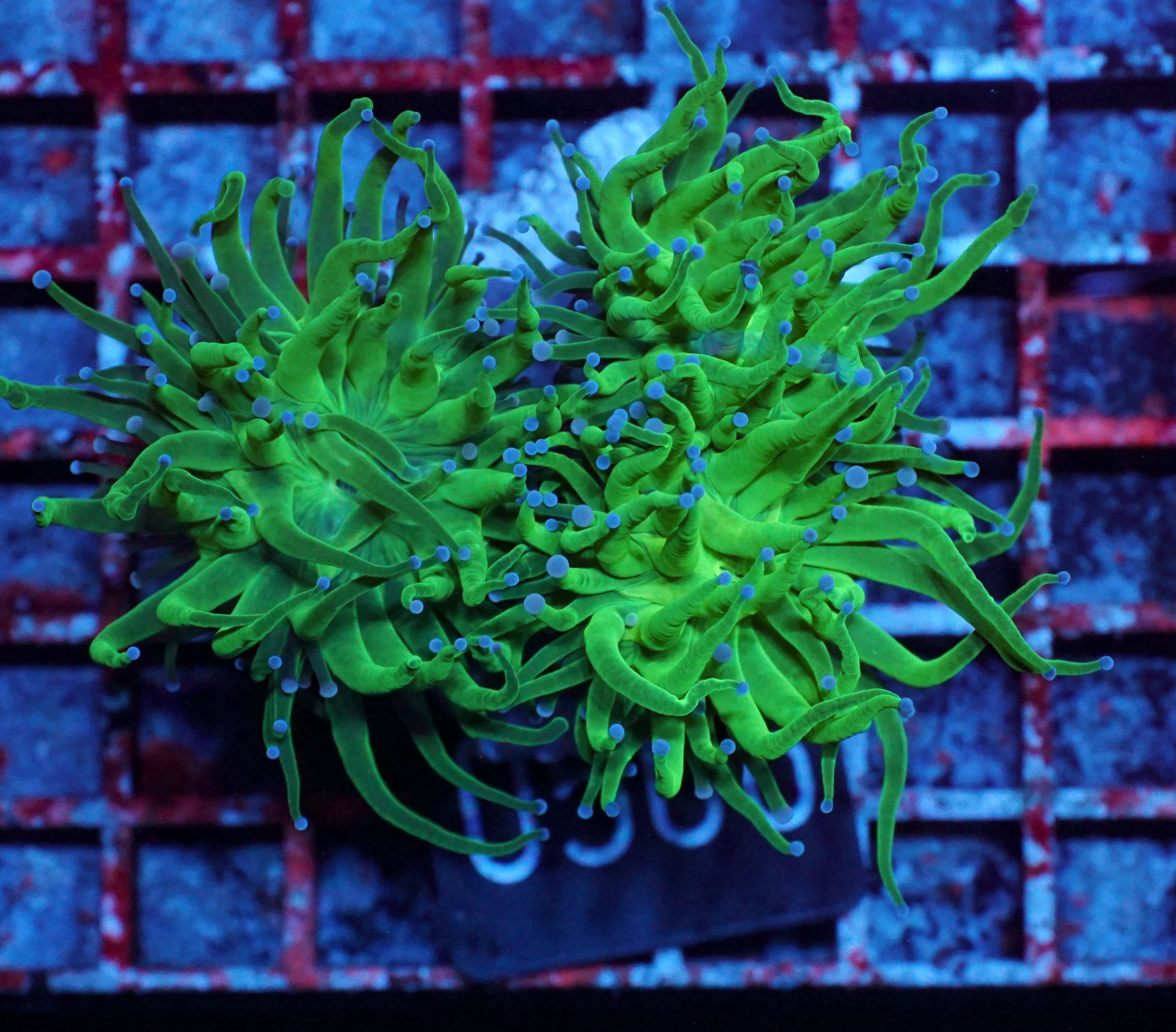 Euphyllia glabrescens "toxic green"