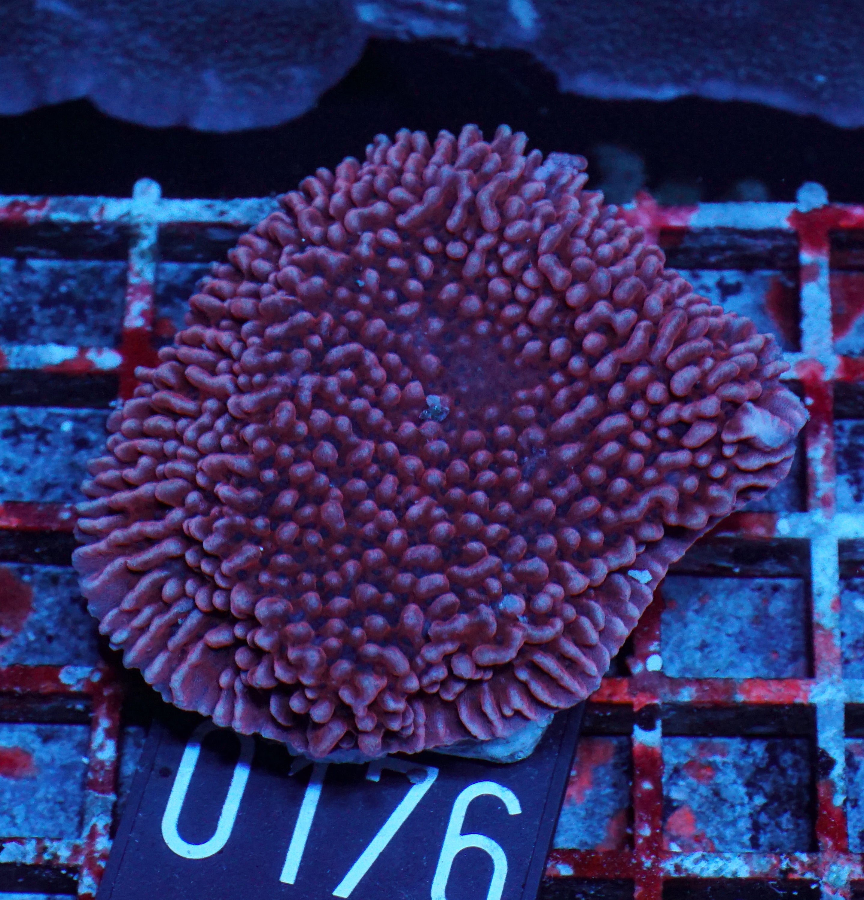 Montipora undata/danae "red"