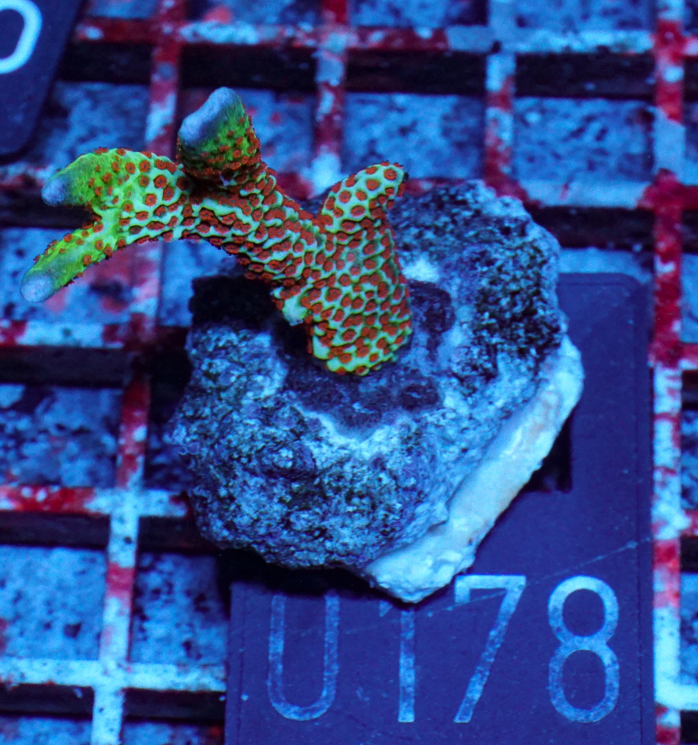 Montipora samarensis "forest fire"