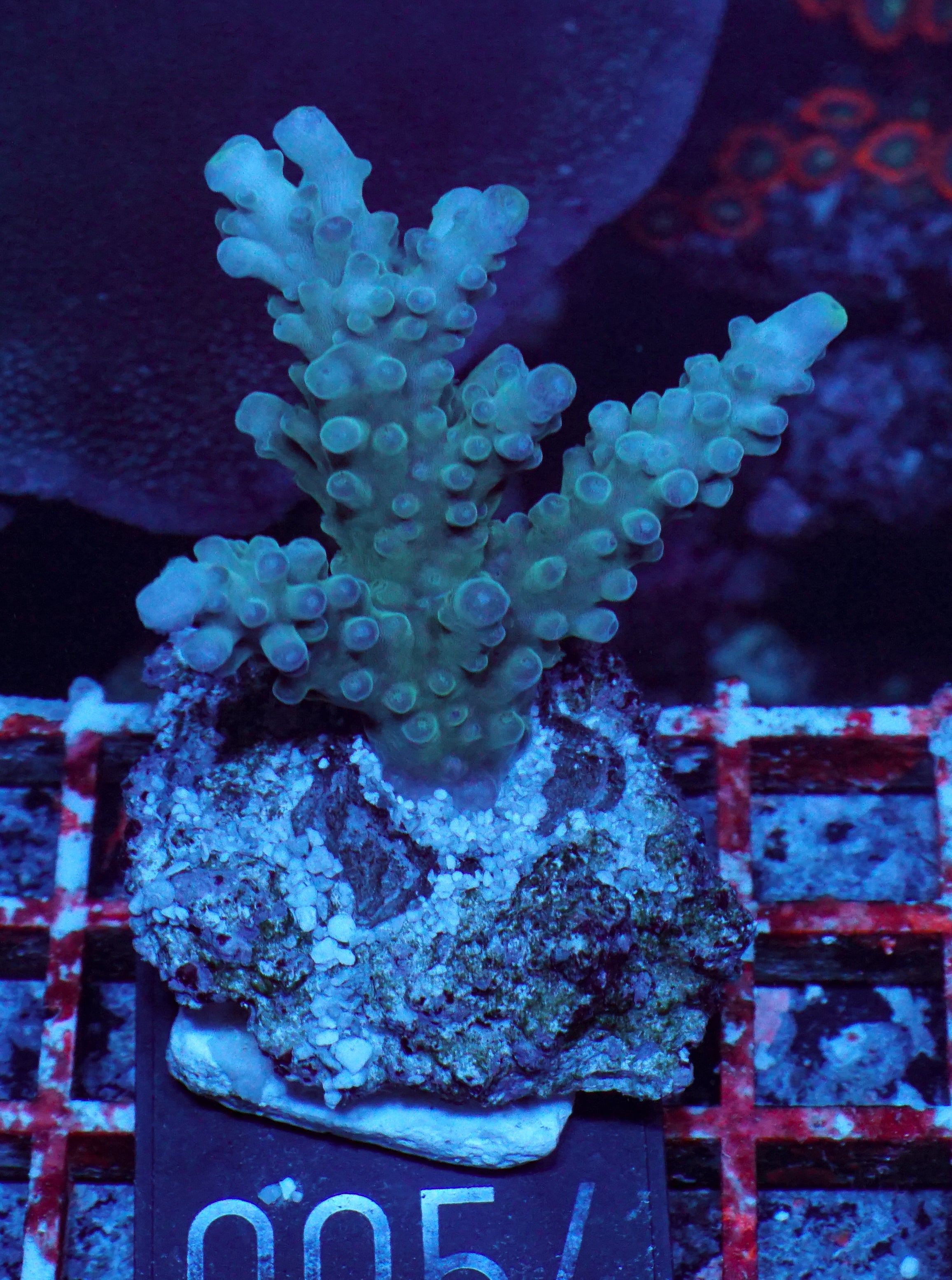 Acropora austera “golden age”