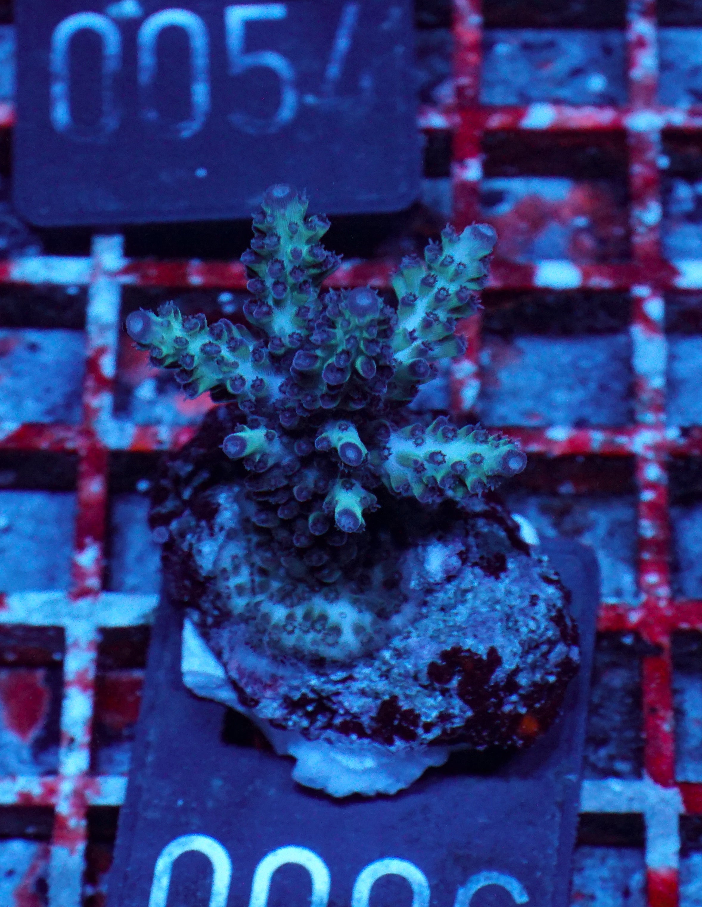 Acropora abrolhosenis “fluffy”