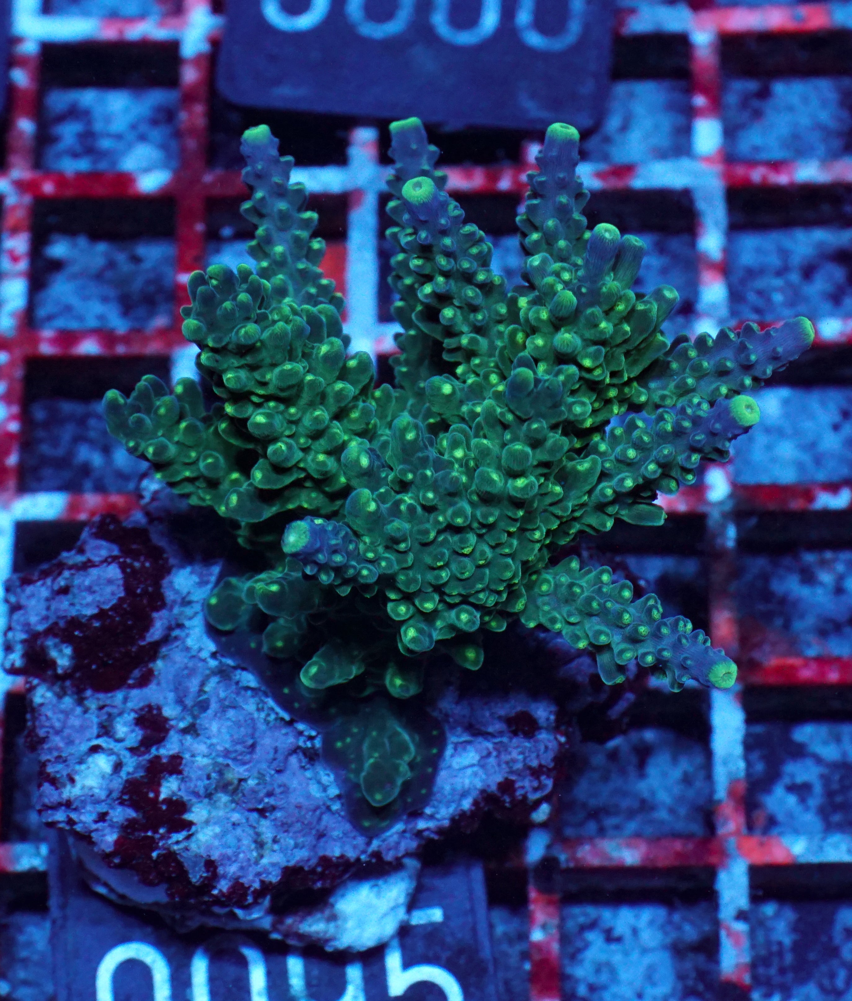 Acropora secale “Joker”