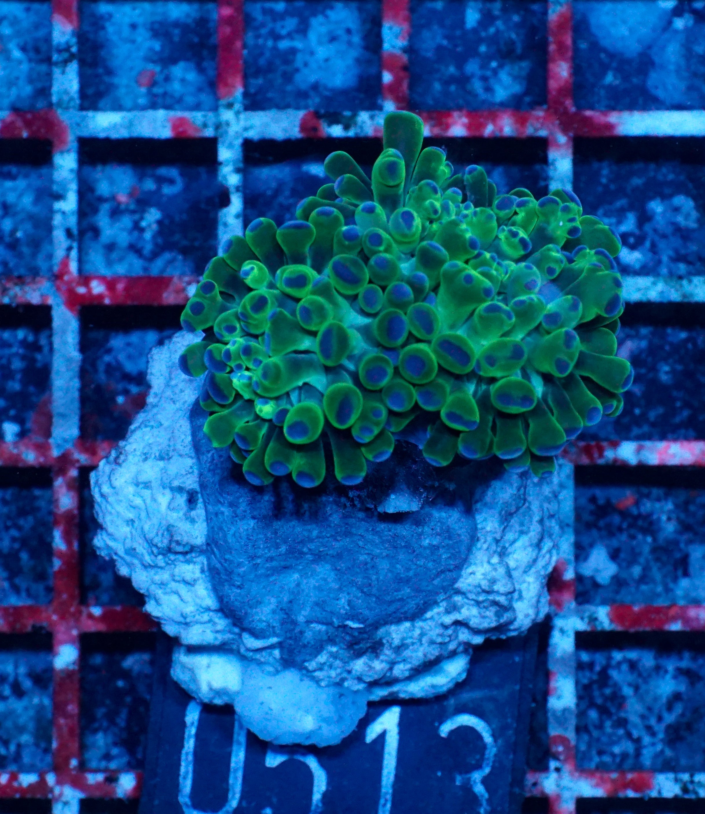 Euphyllia/Fimbriaphyllia paraancora