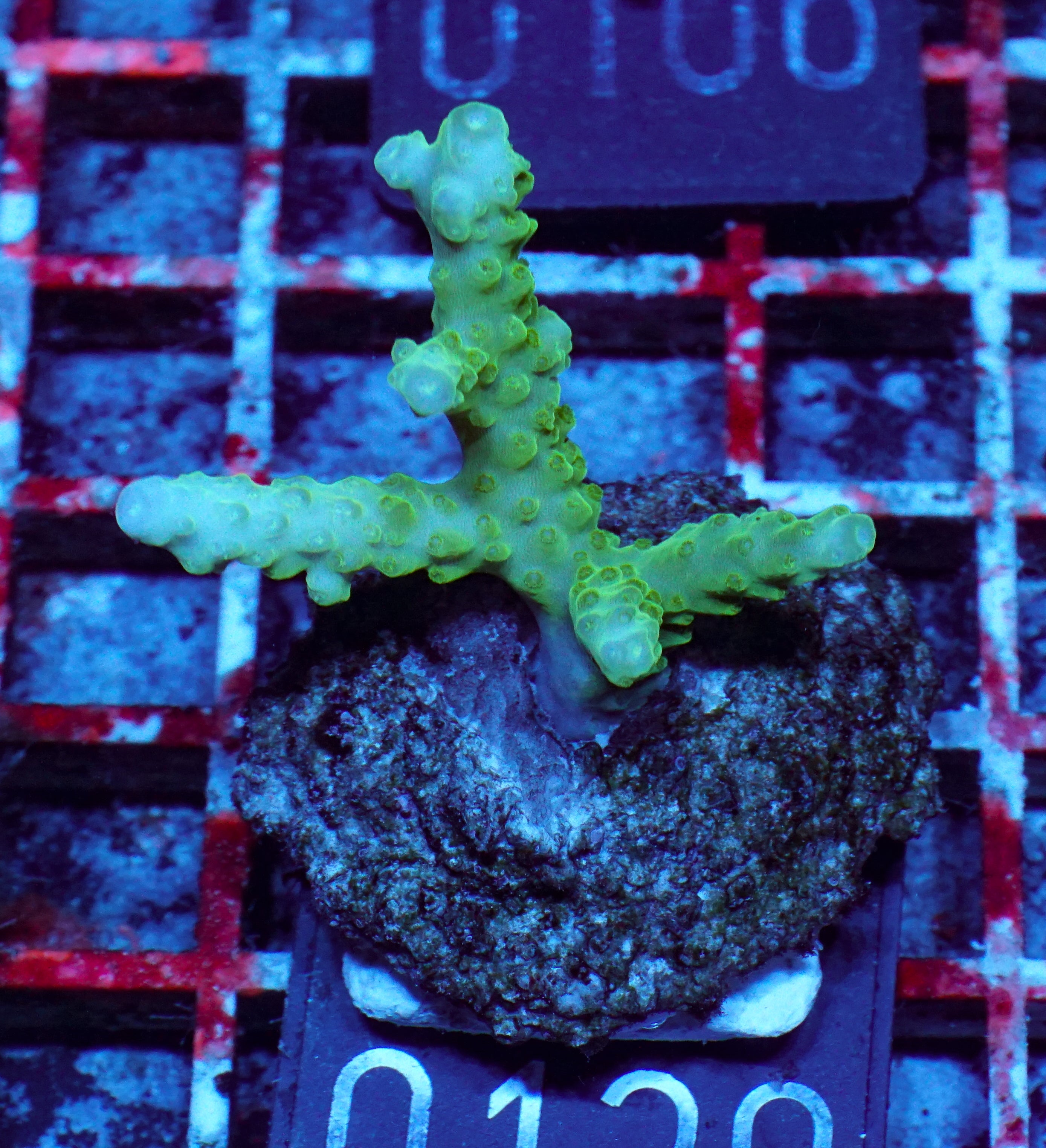 Acropora loisetteae "blue tips"