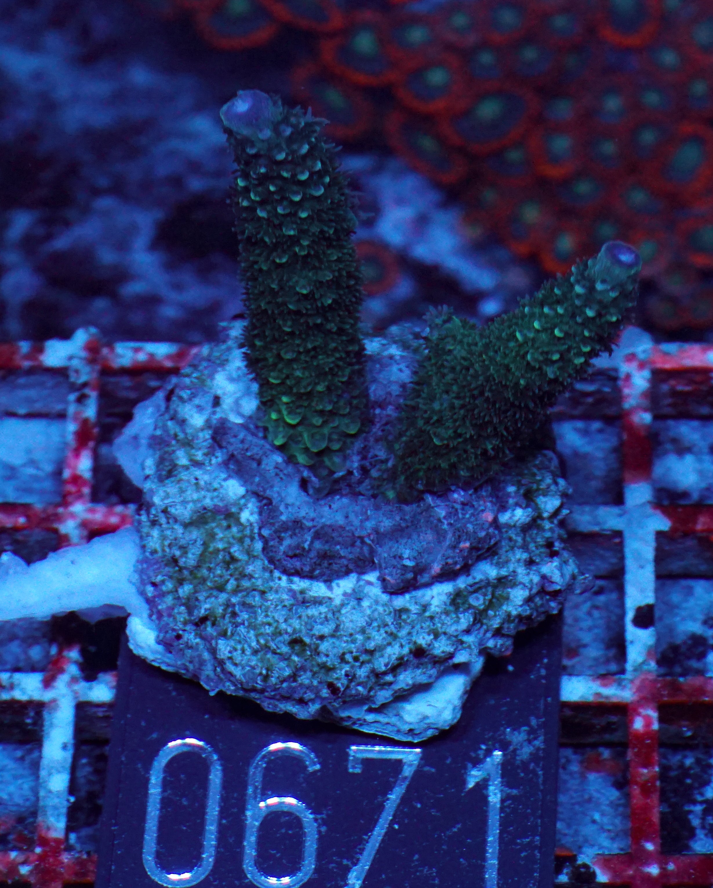 Acropora abrolhosenis “fluffy”