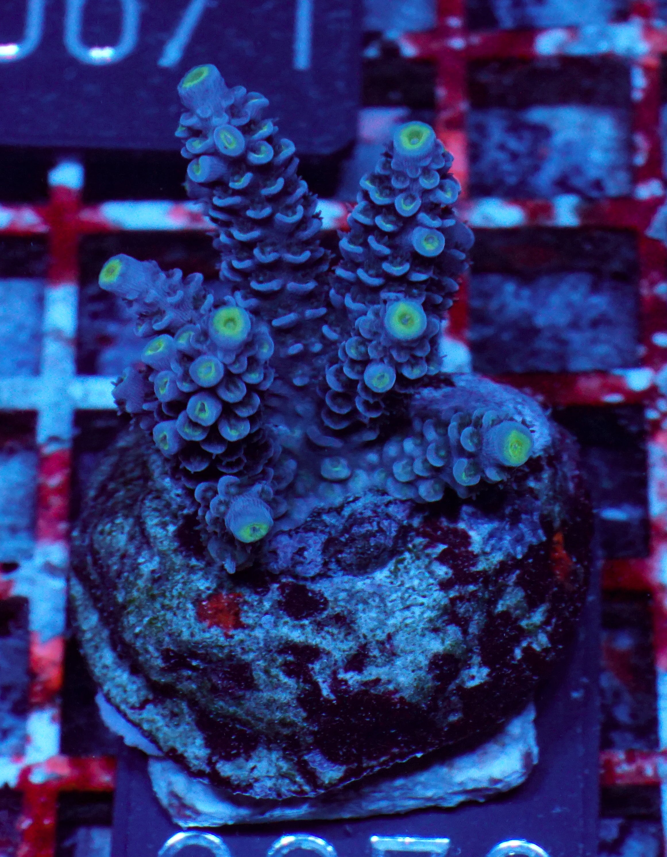 Acropora tenuis “Walt Disney art”