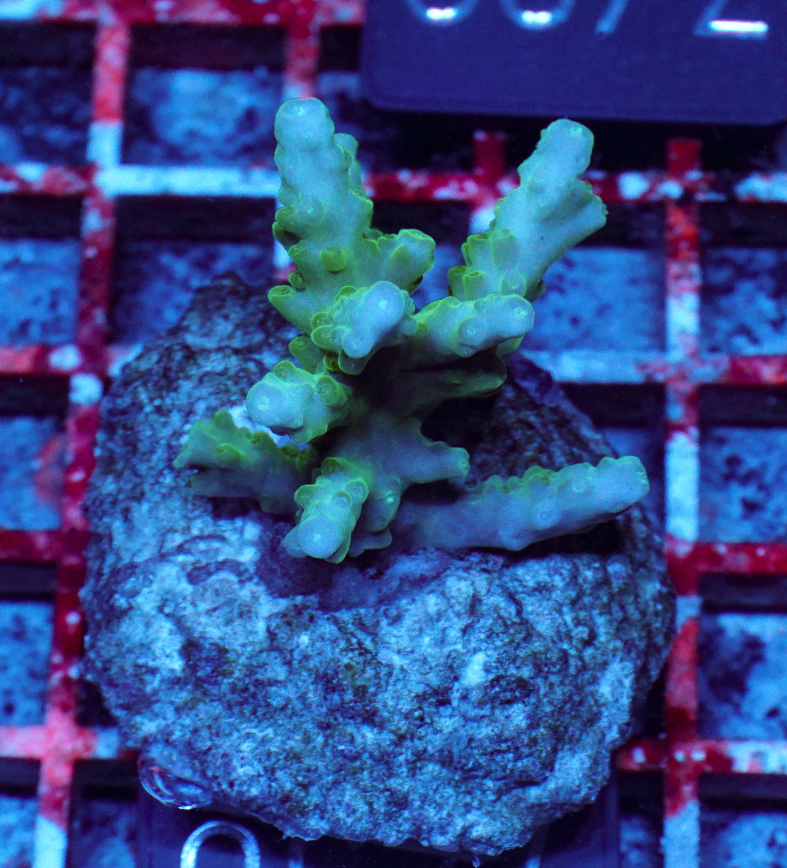 Acropora loisetteae "blue tips"