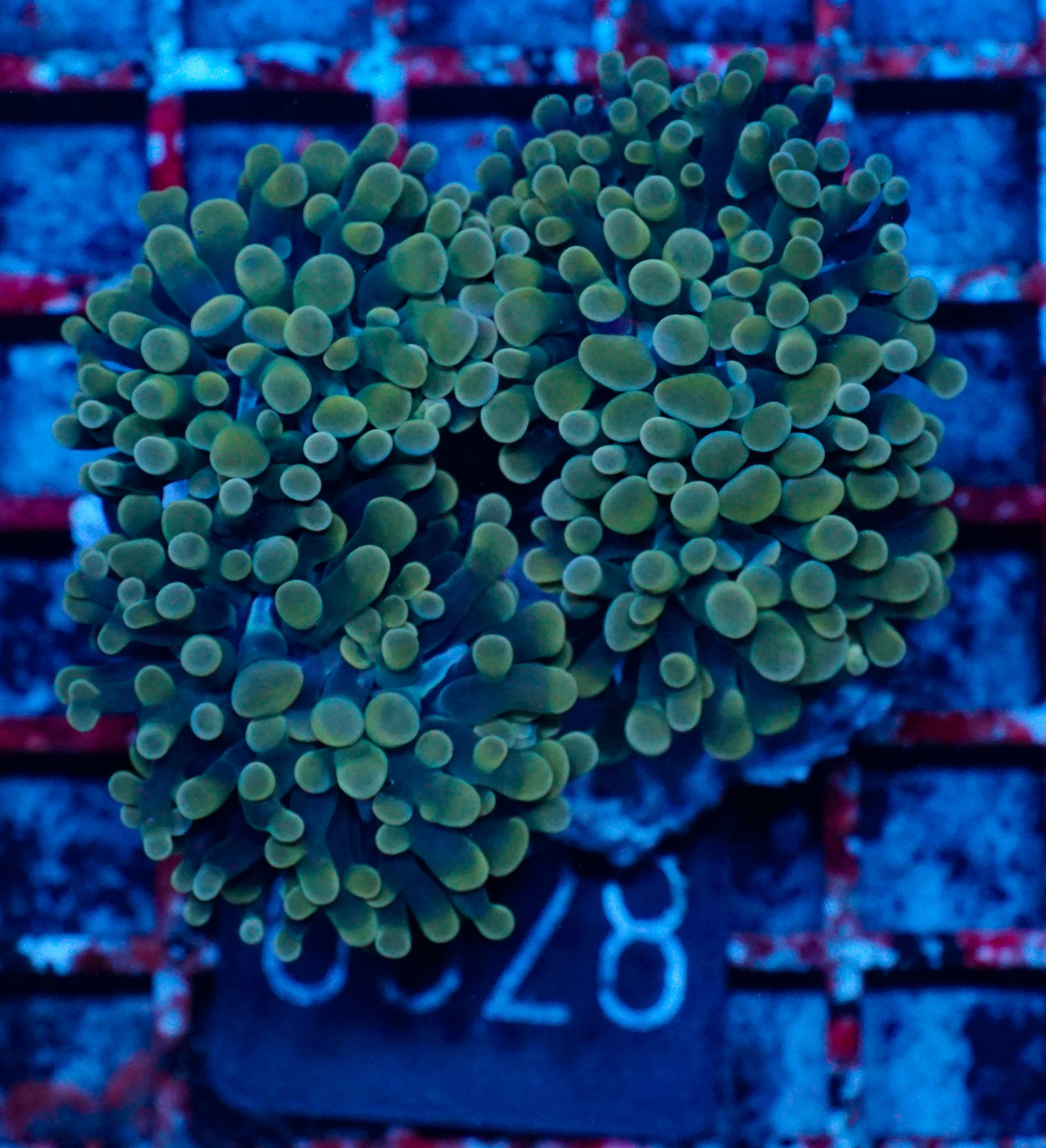 Euphyllia/Fimbriaphyllia paraancora "golden nugget"