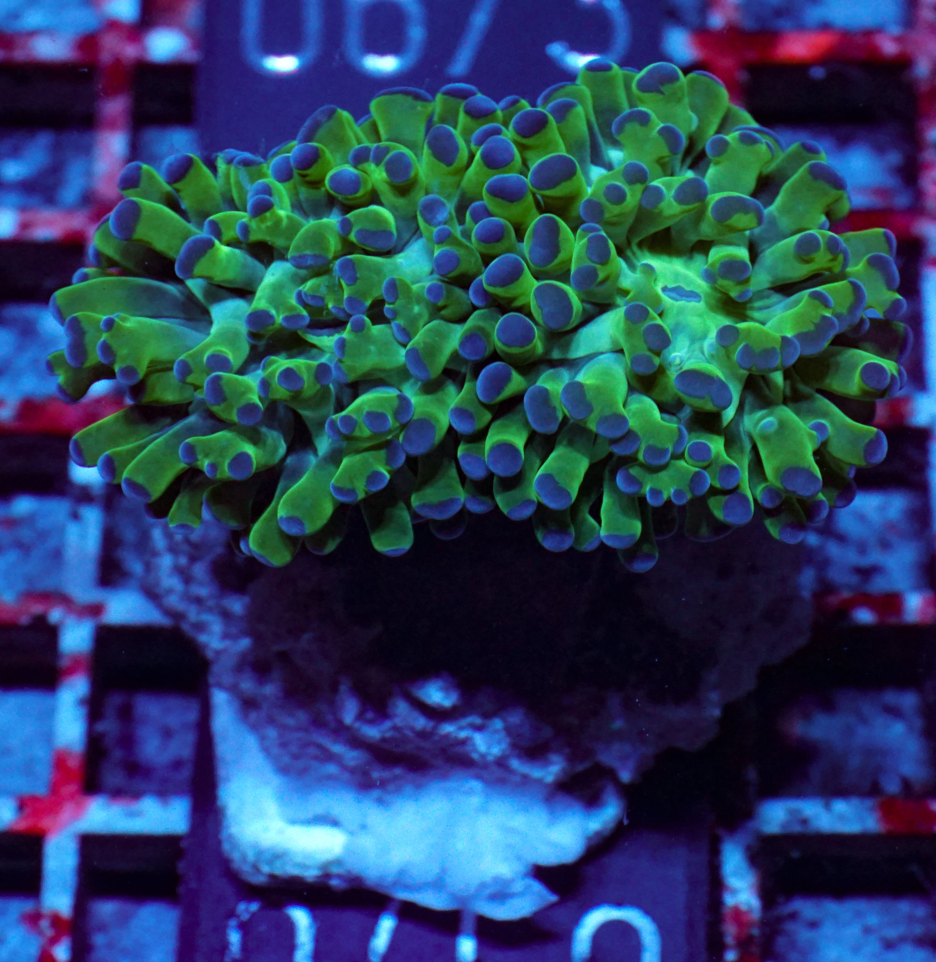 Euphyllia/Fimbriaphyllia paraancora