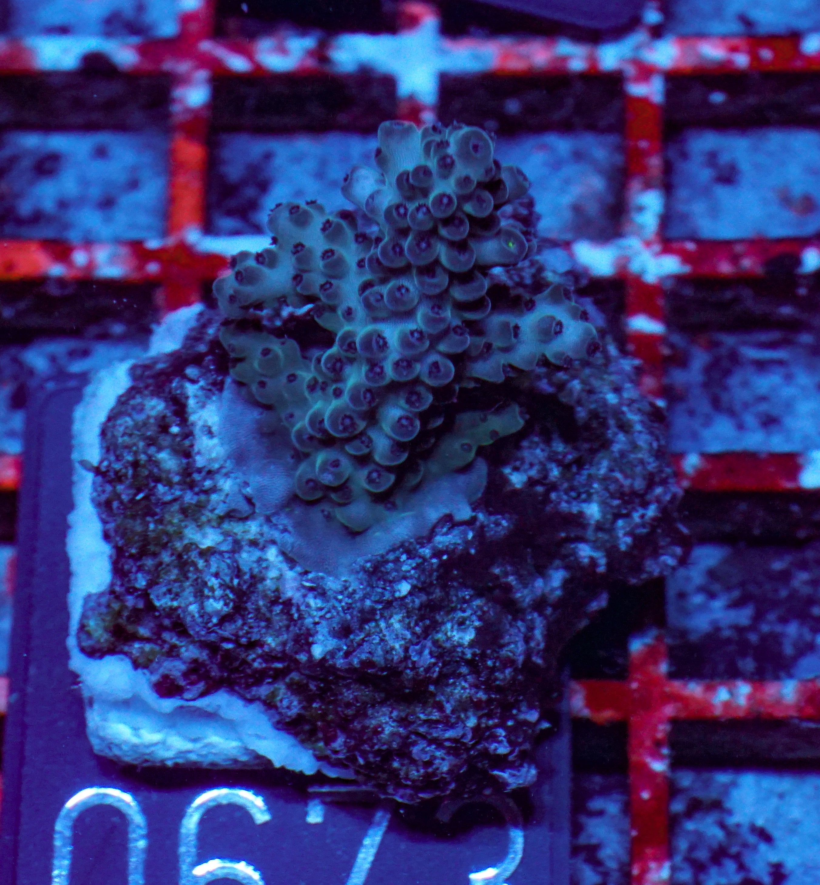 Acropora sp. "Ronnies dream" - rare