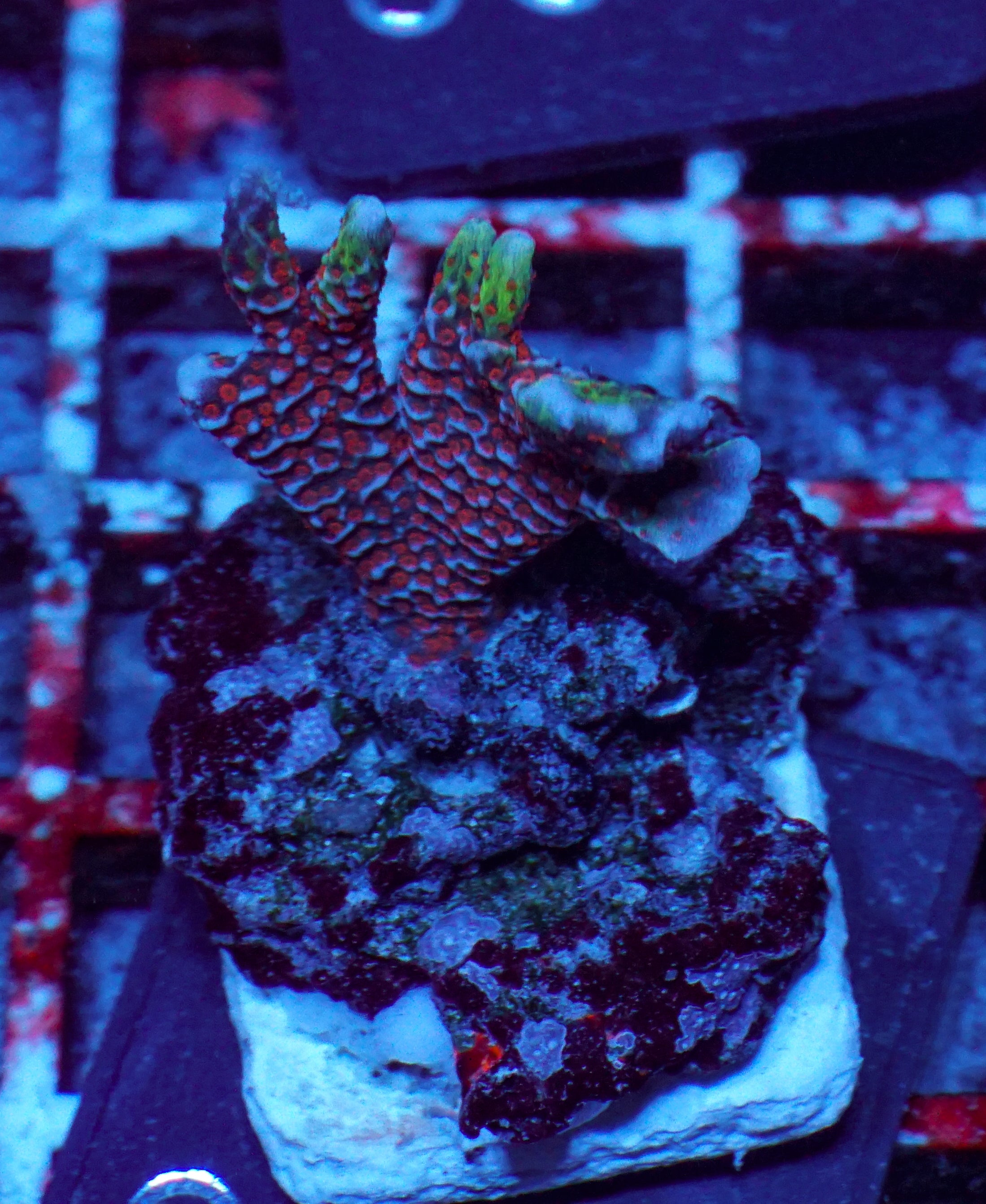 Montipora samarensis "bubble gum"