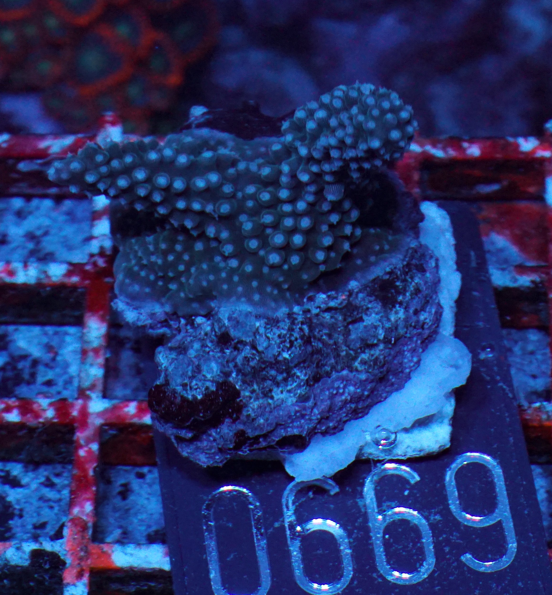 Acropora secale “Joker”