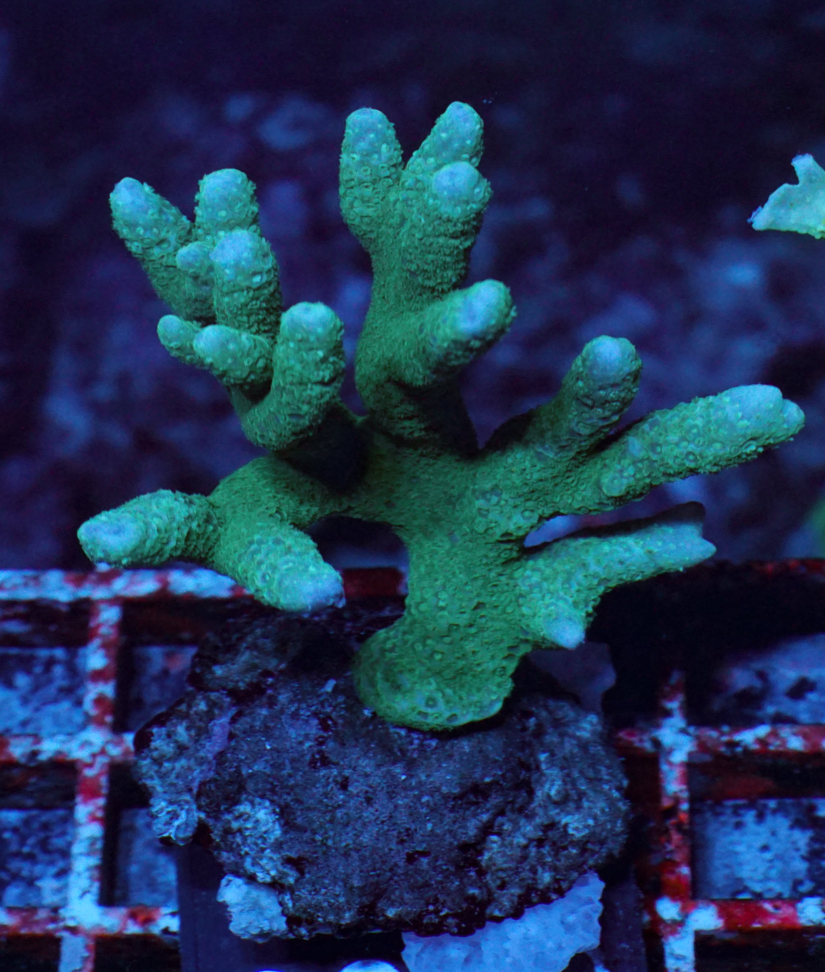 Montipora digitata purple