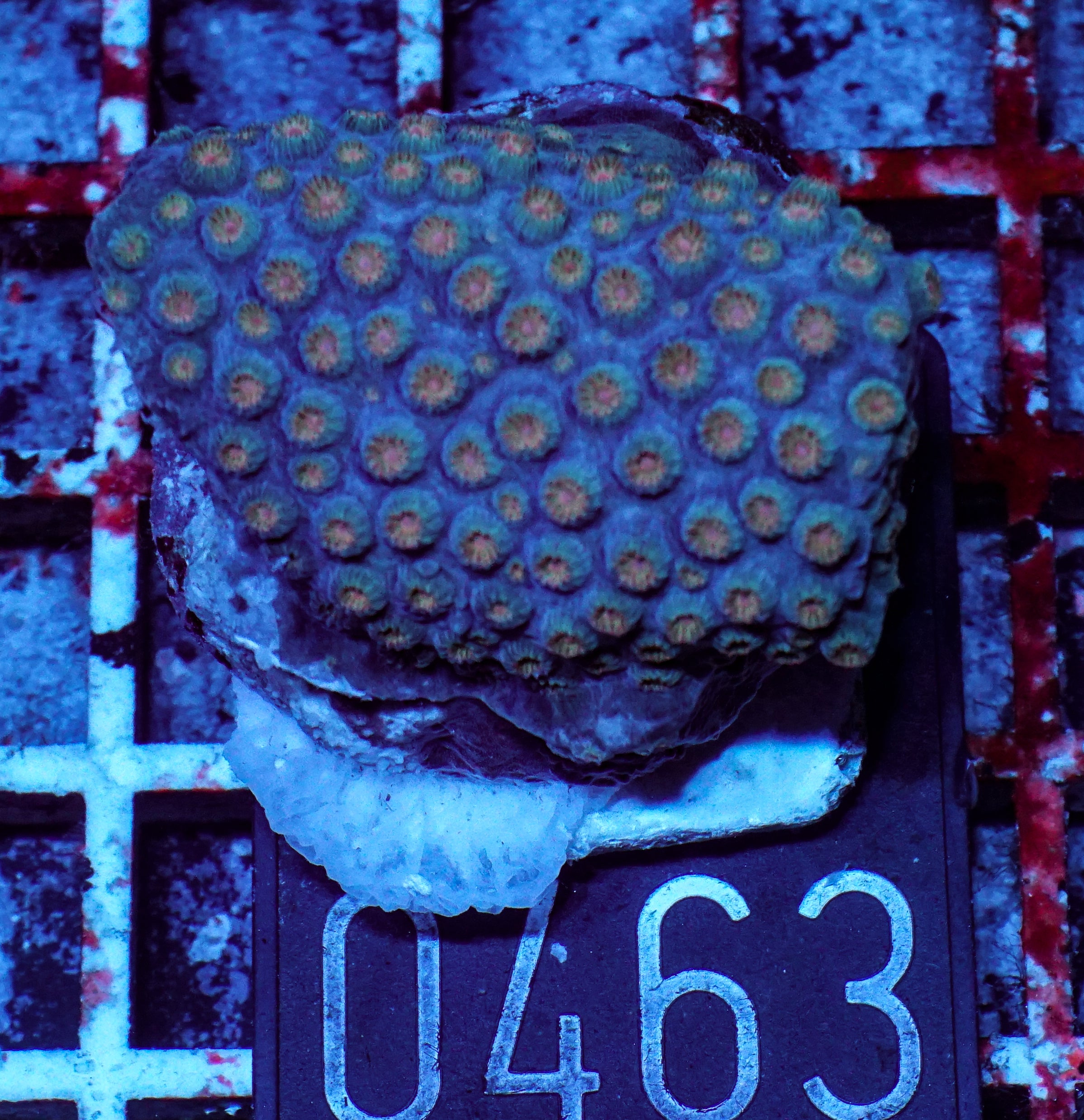 Cyphastrea microphthalma