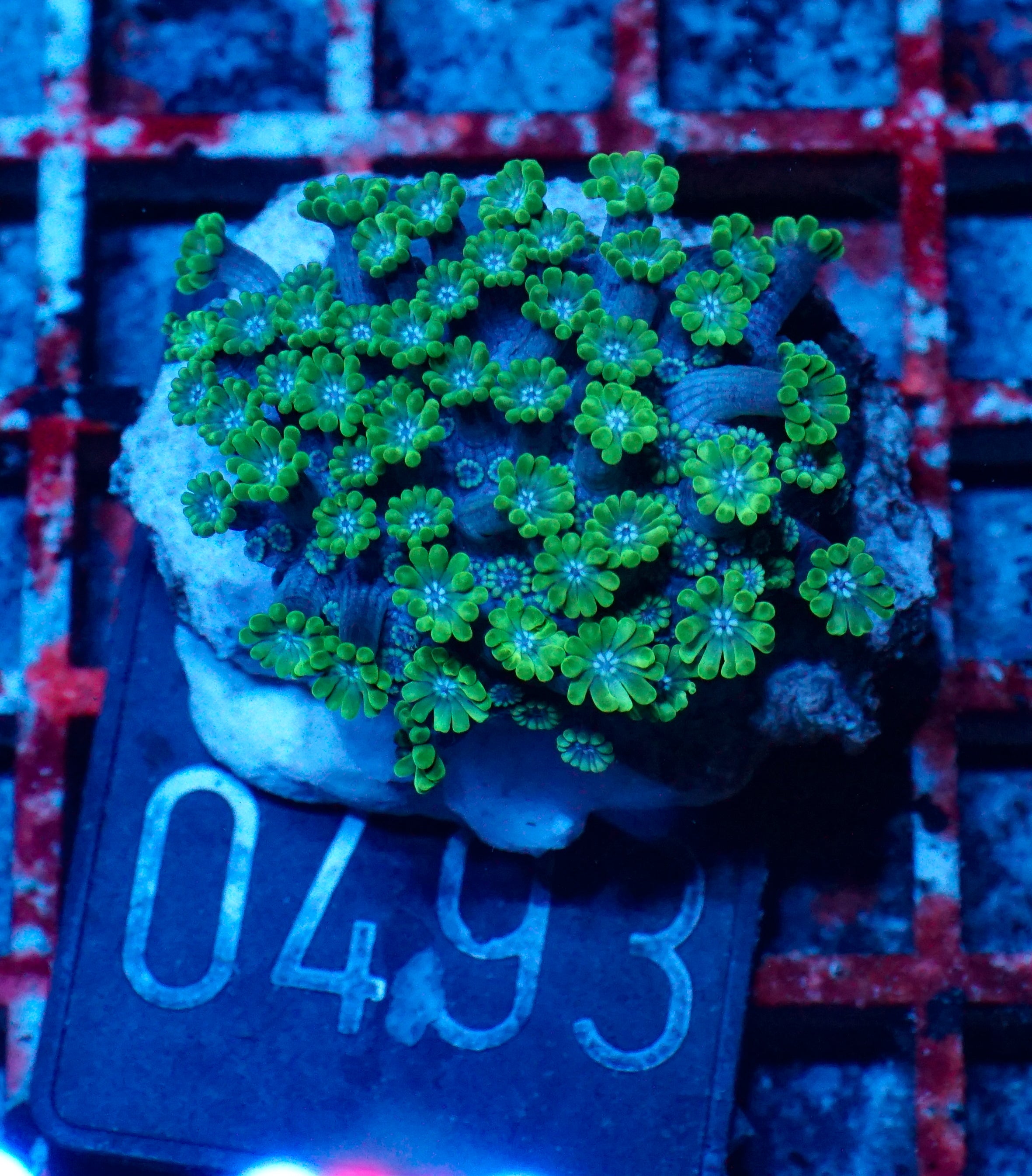 Goniopora lobata "purple"