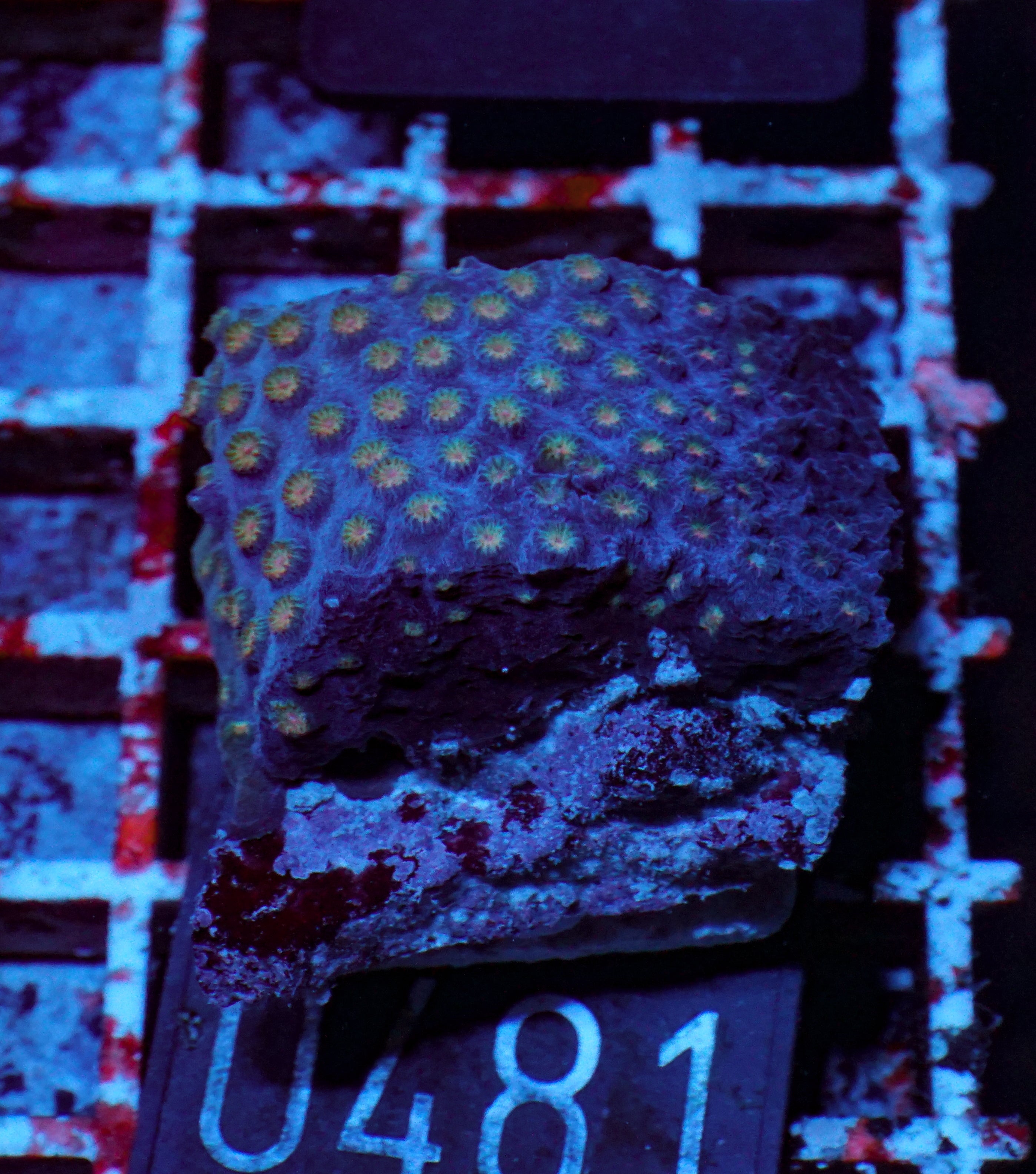 Cyphastrea microphthalma