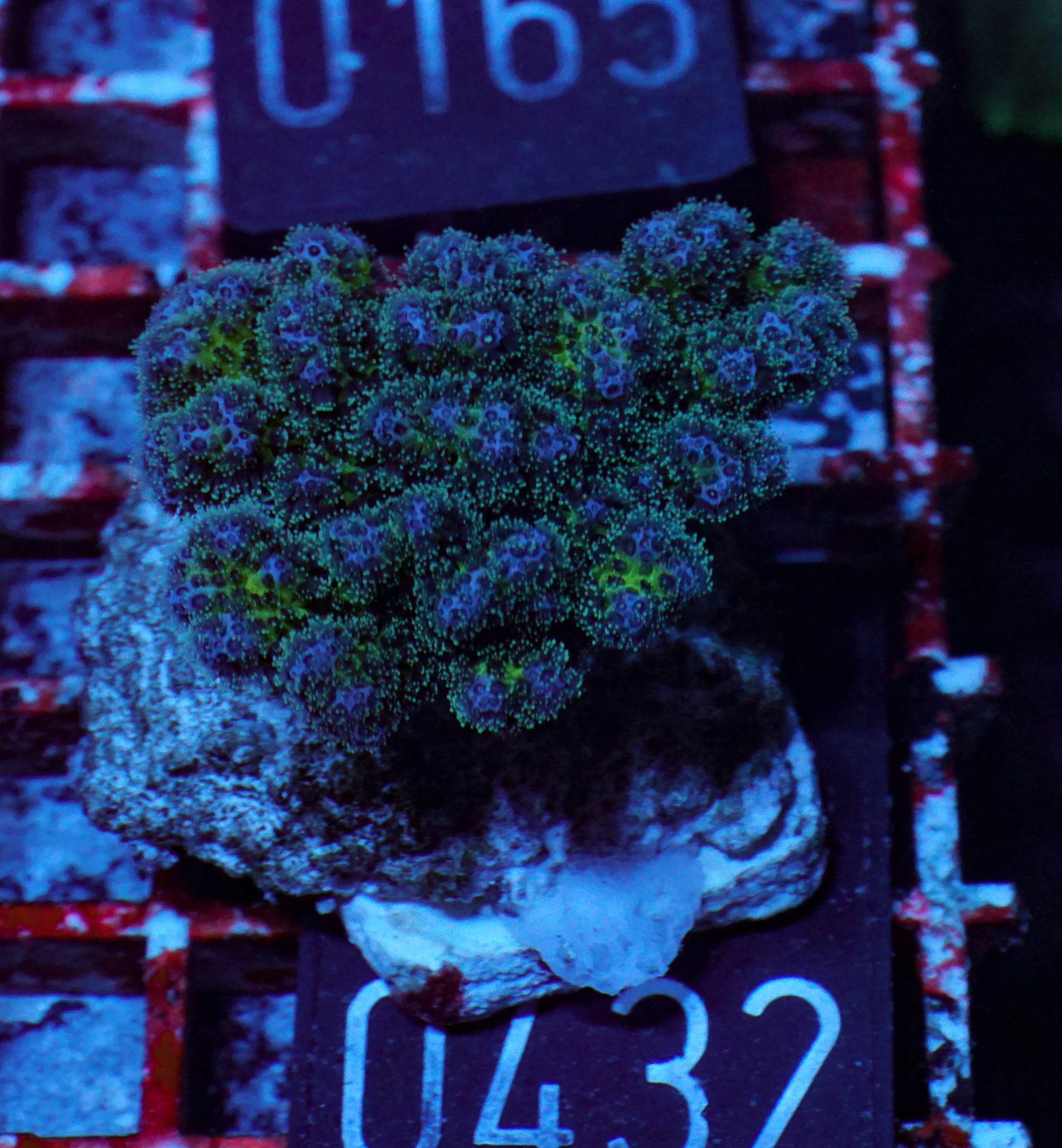 Pocillopora damicornis "tricolor"