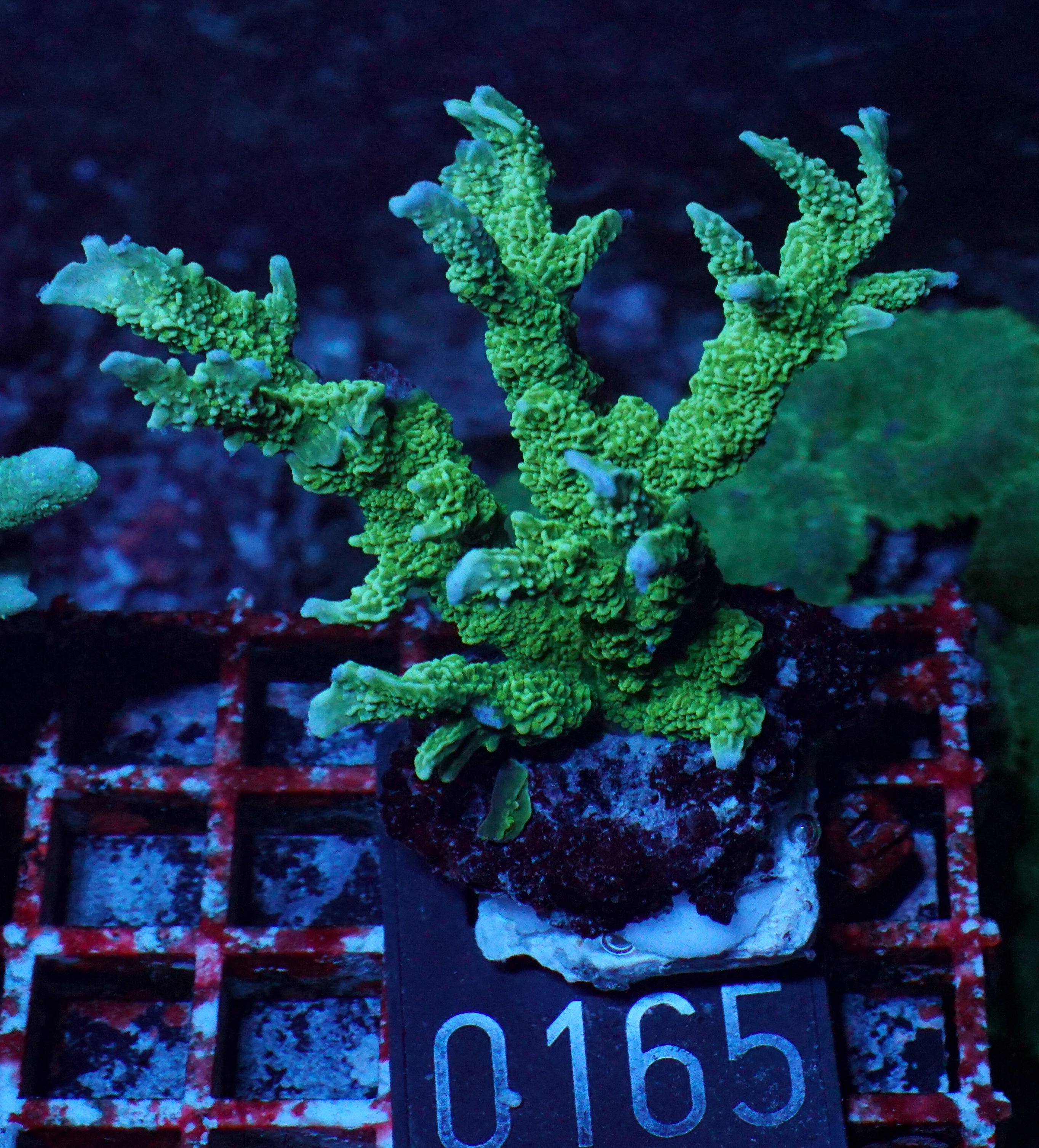 Montipora stellata "grün"