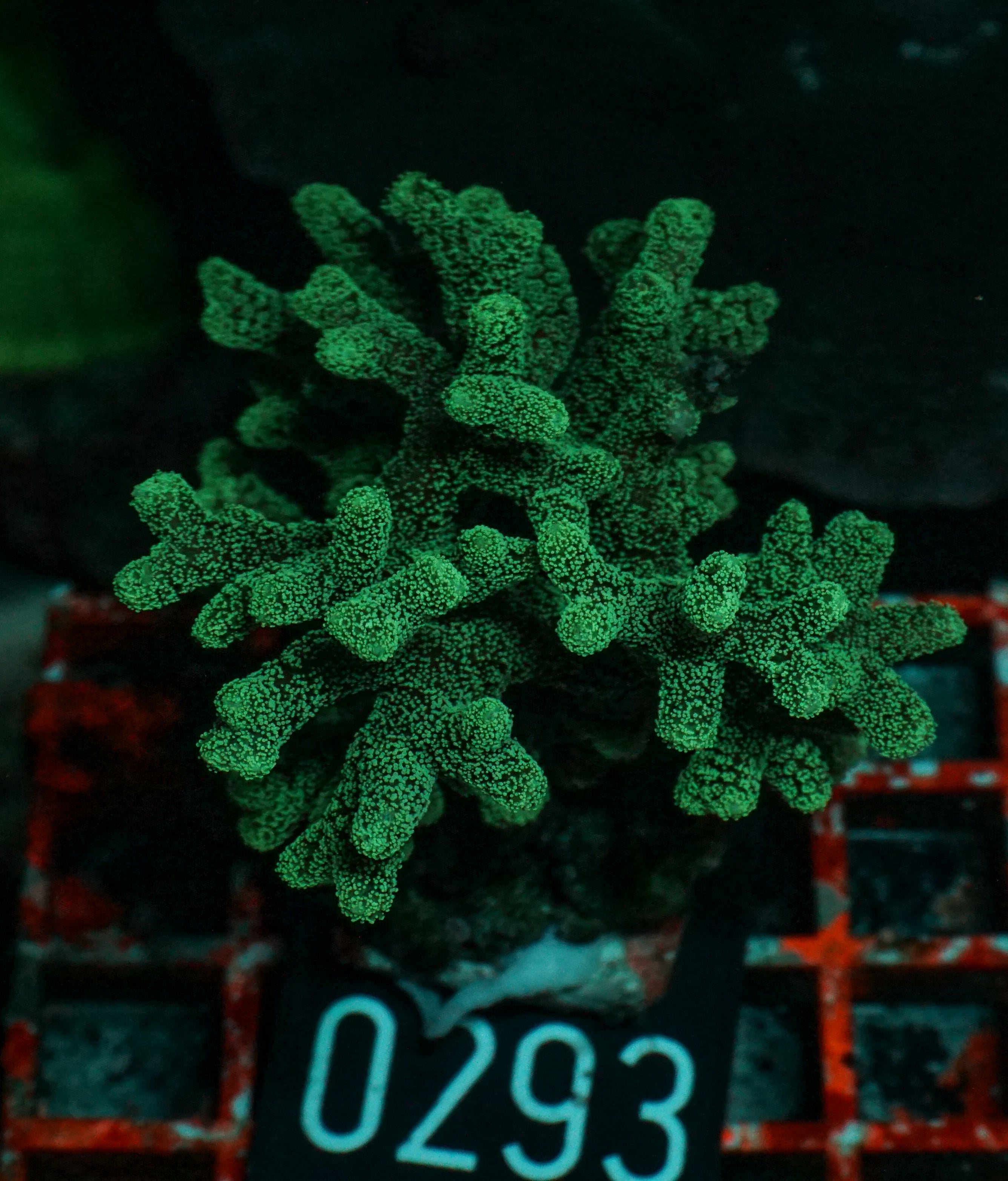 Seriatopora caliendrum "bicolor"