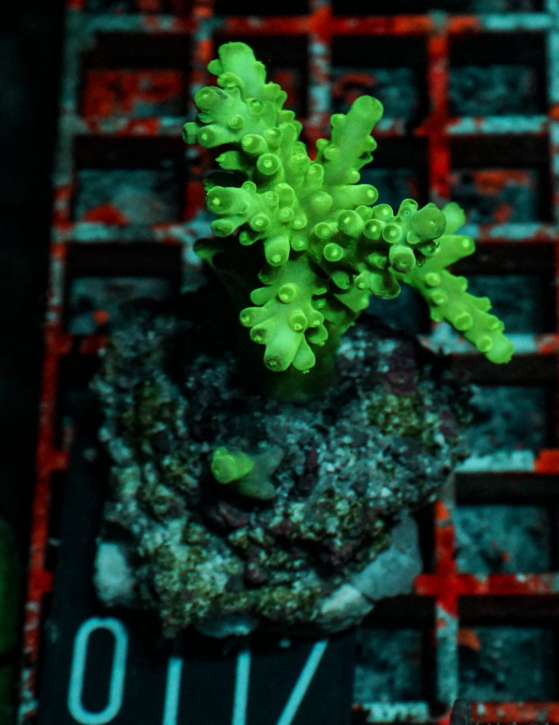 Acropora austera “golden age”