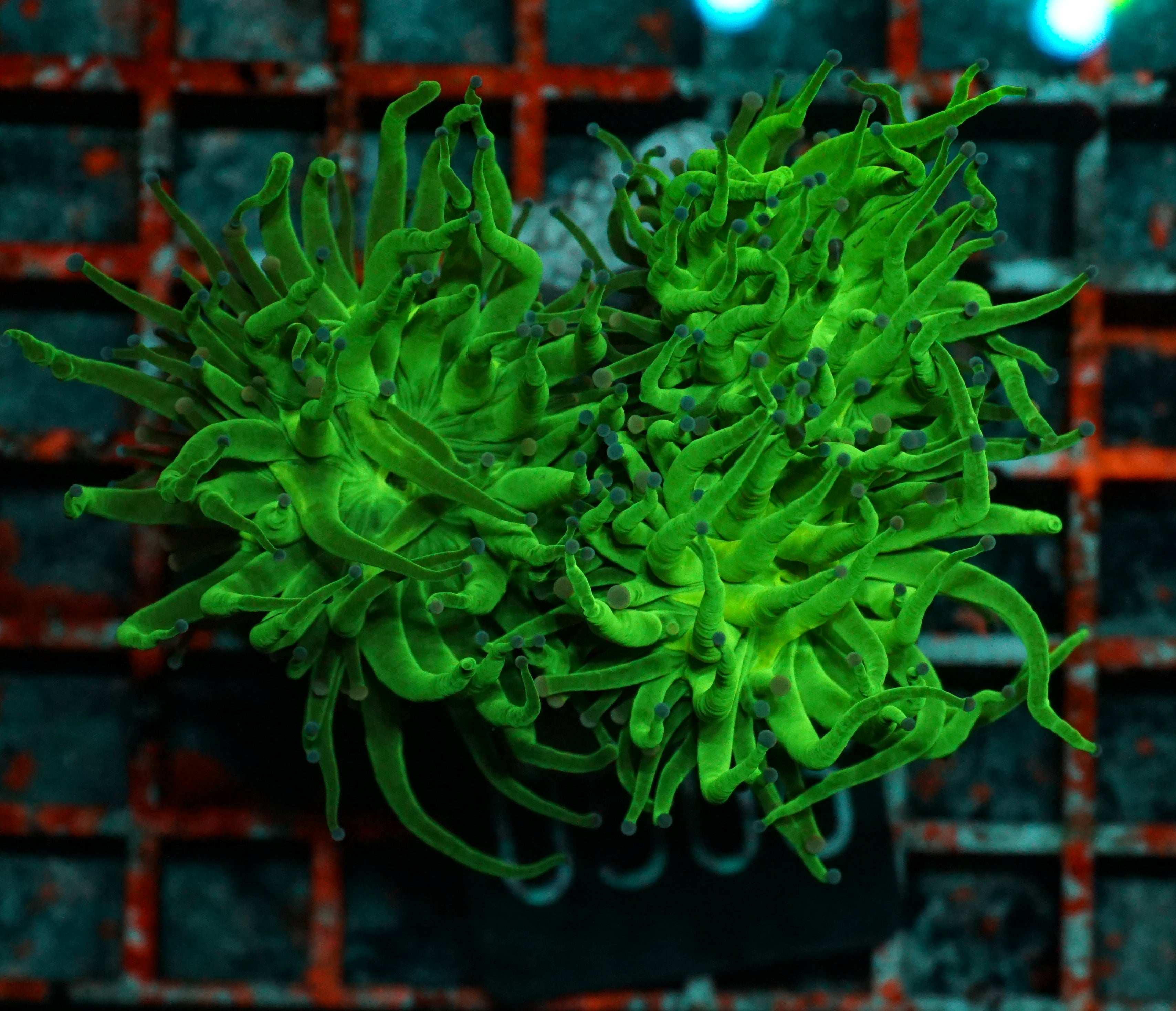 Euphyllia glabrescens "toxic green"