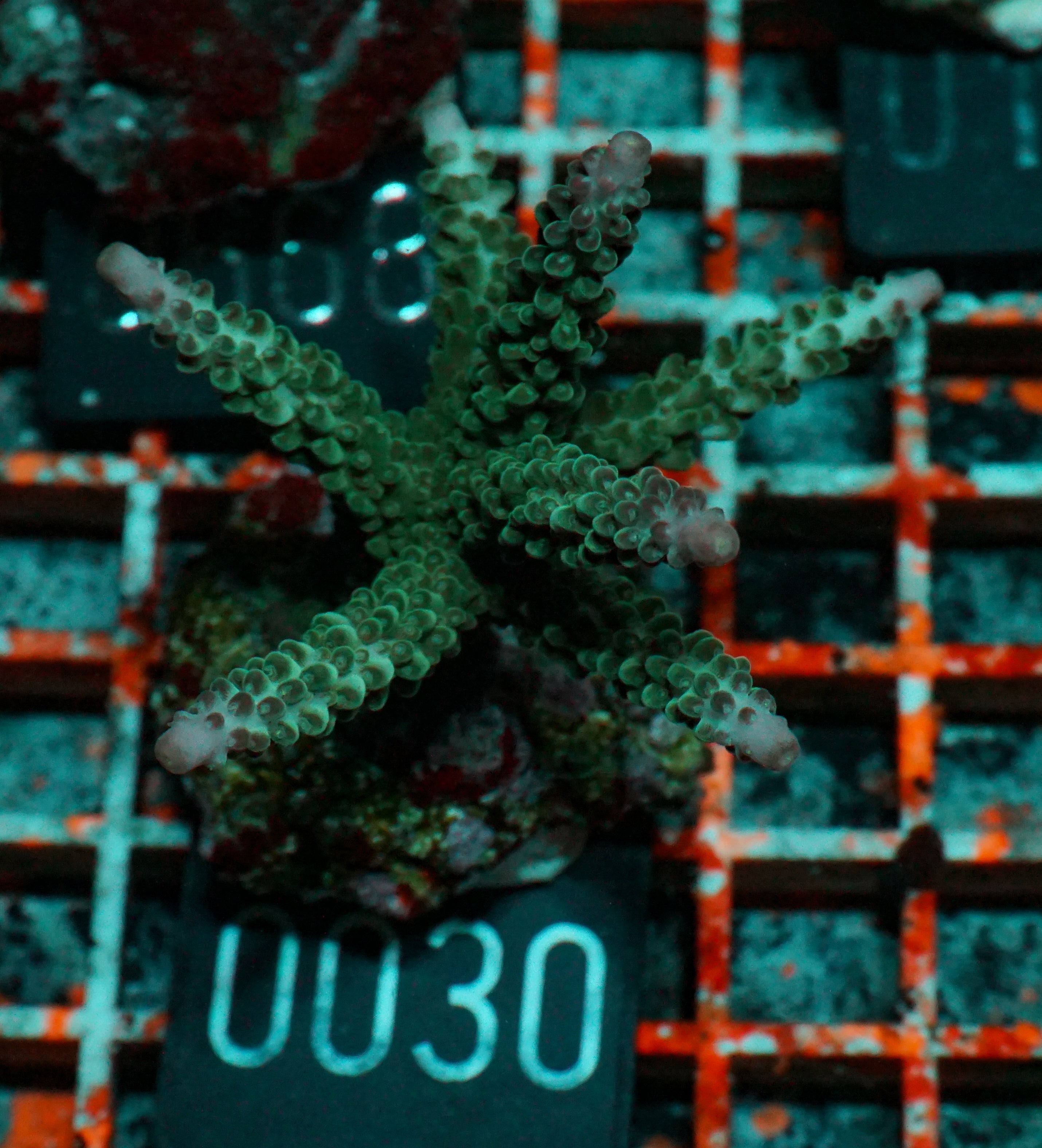 Acropora kosurini “pink tips”