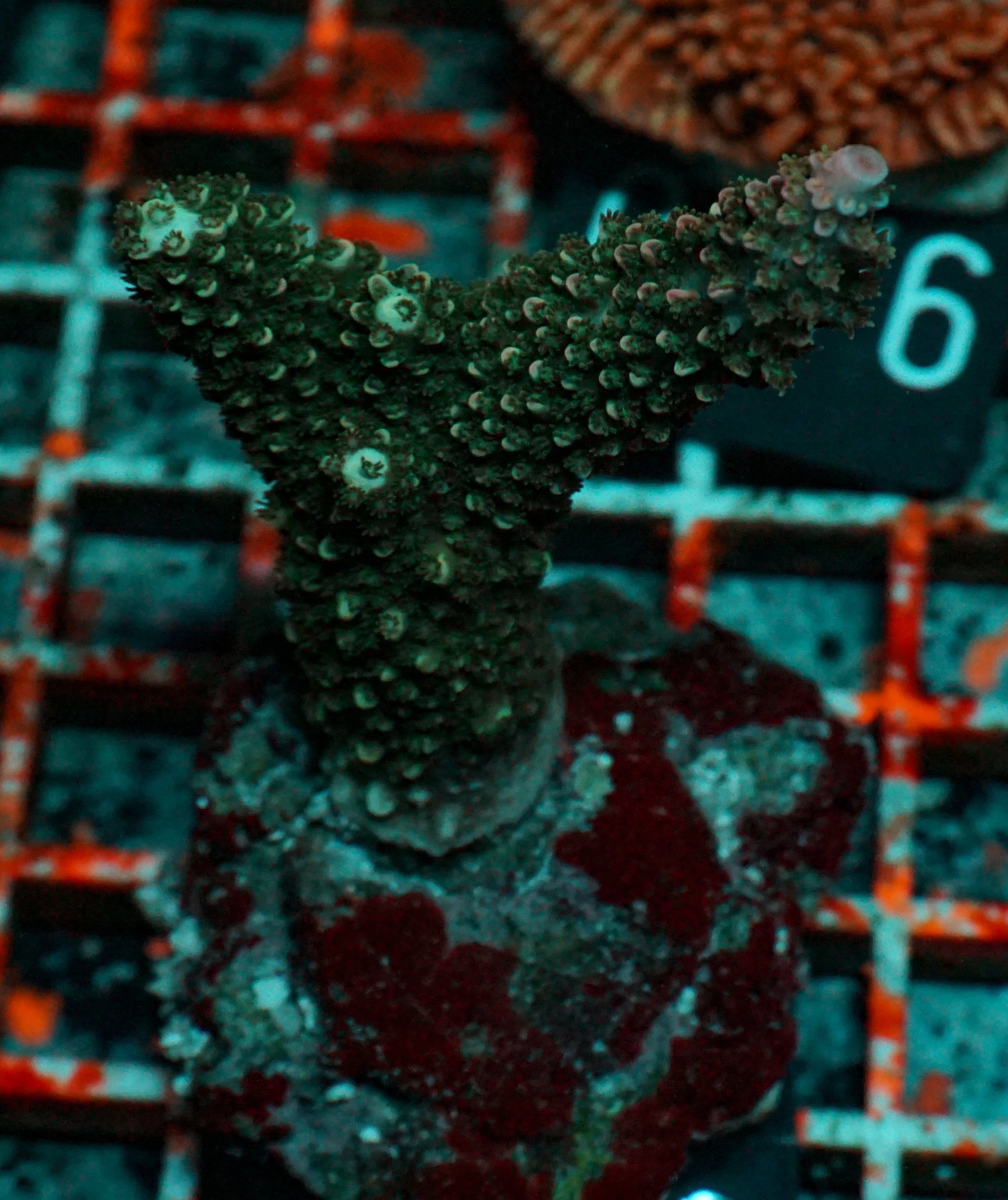 Acropora abrotanoides