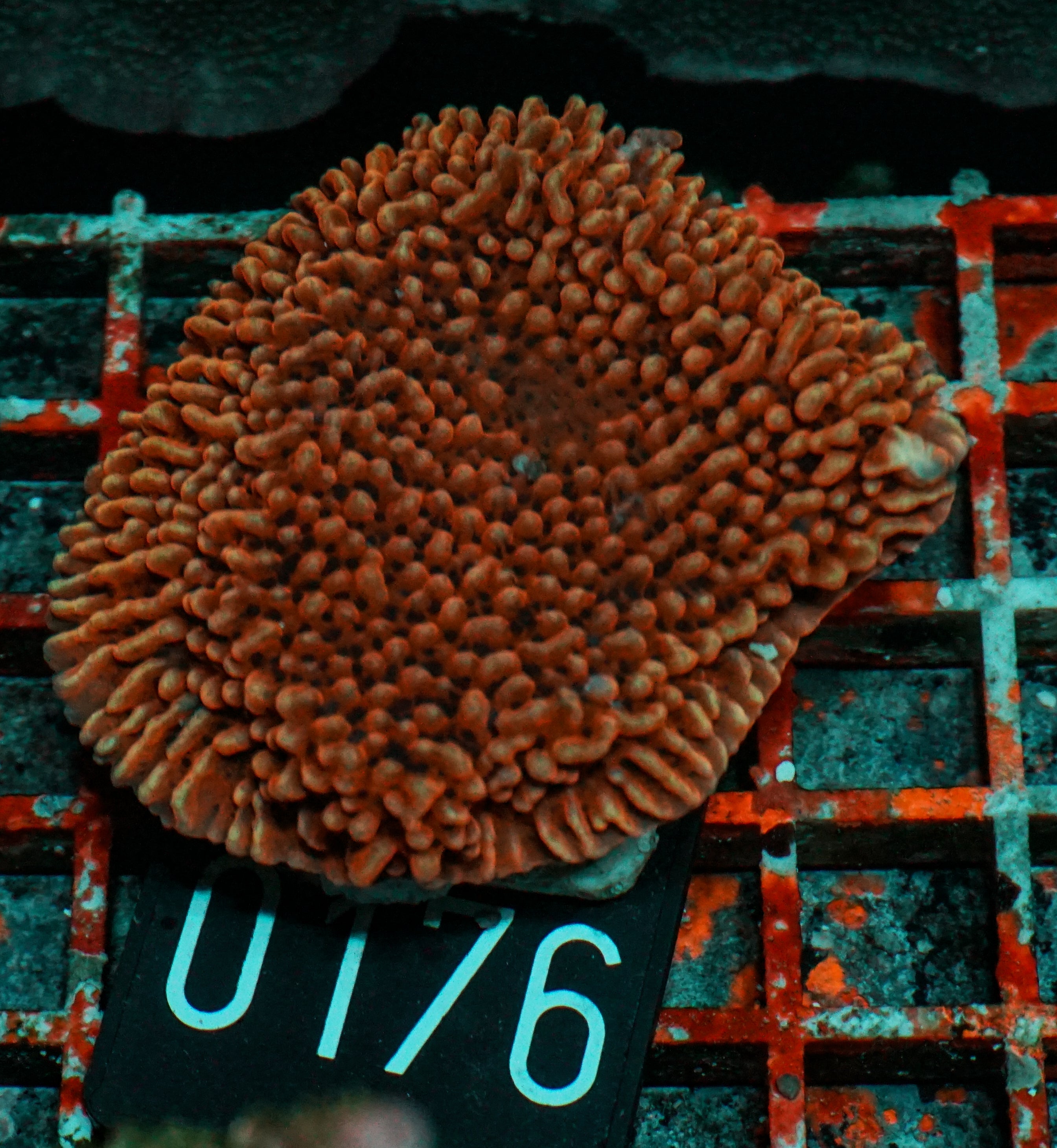 Montipora undata/danae "red"