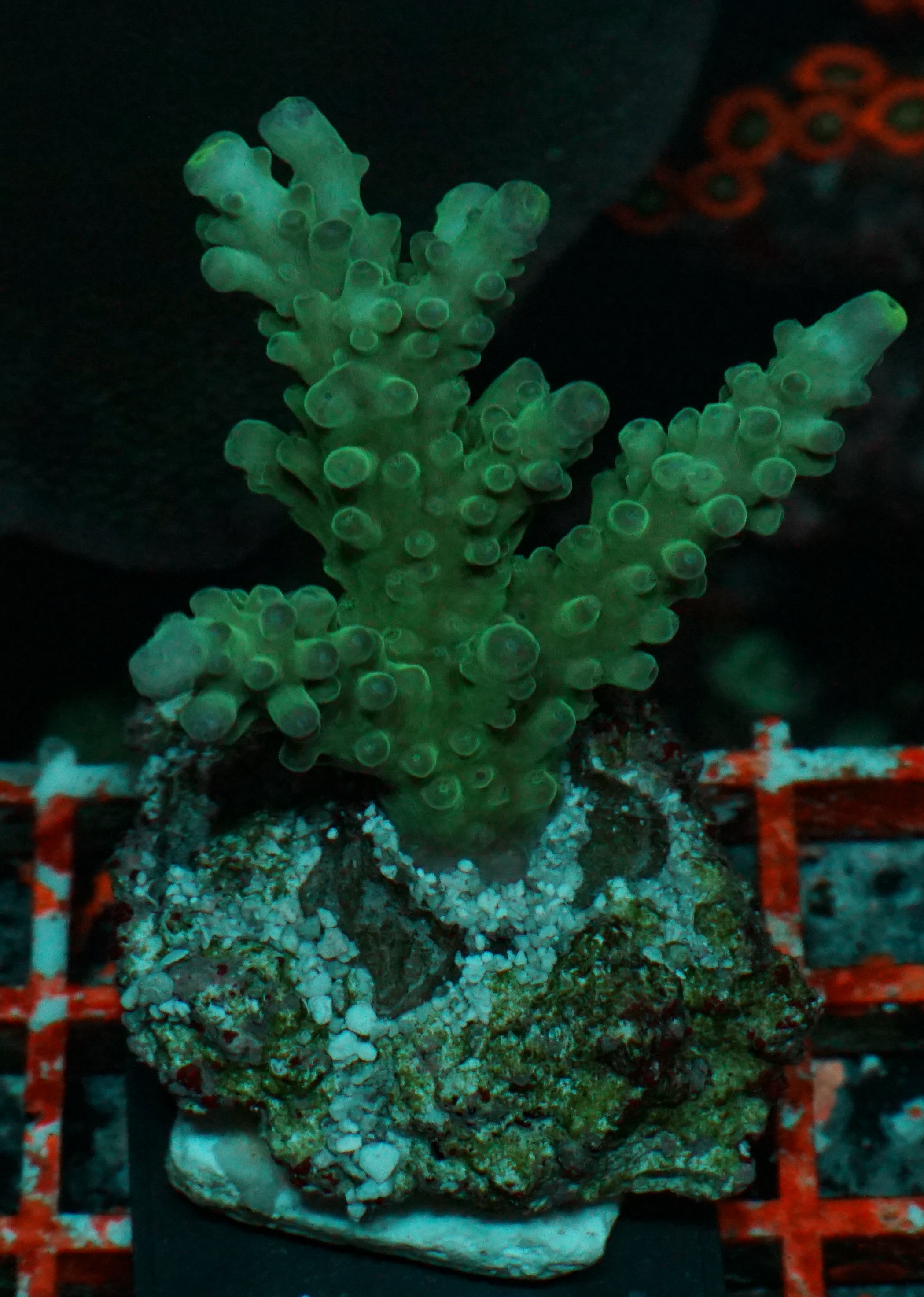 Acropora austera “golden age”