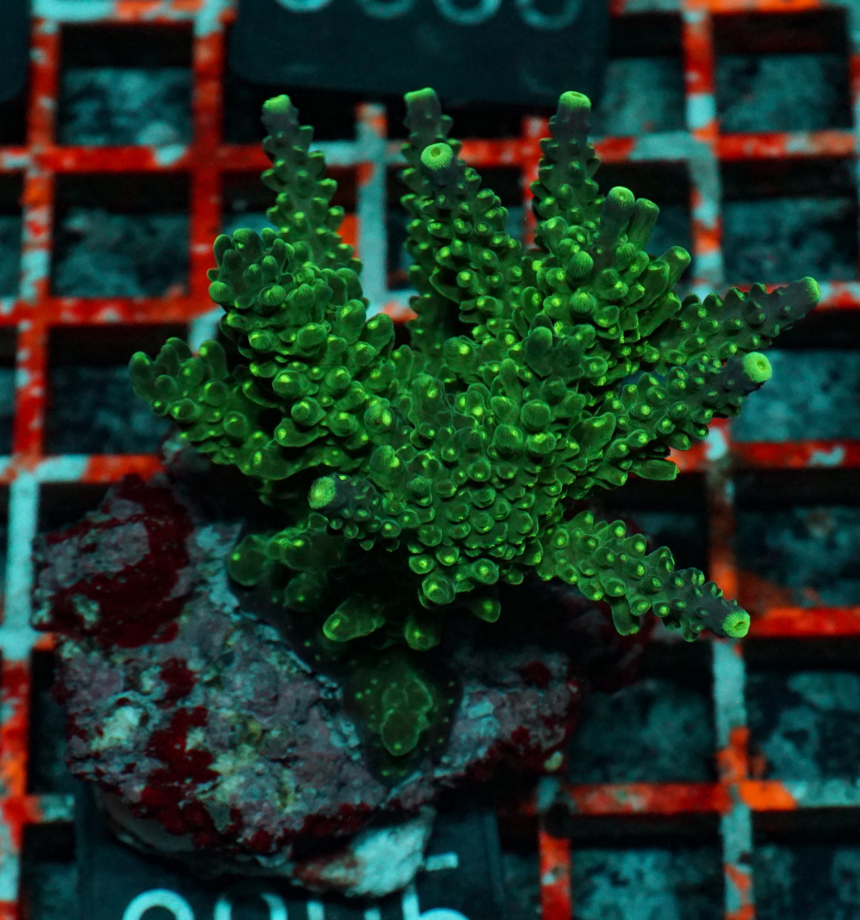 Acropora secale “Joker”