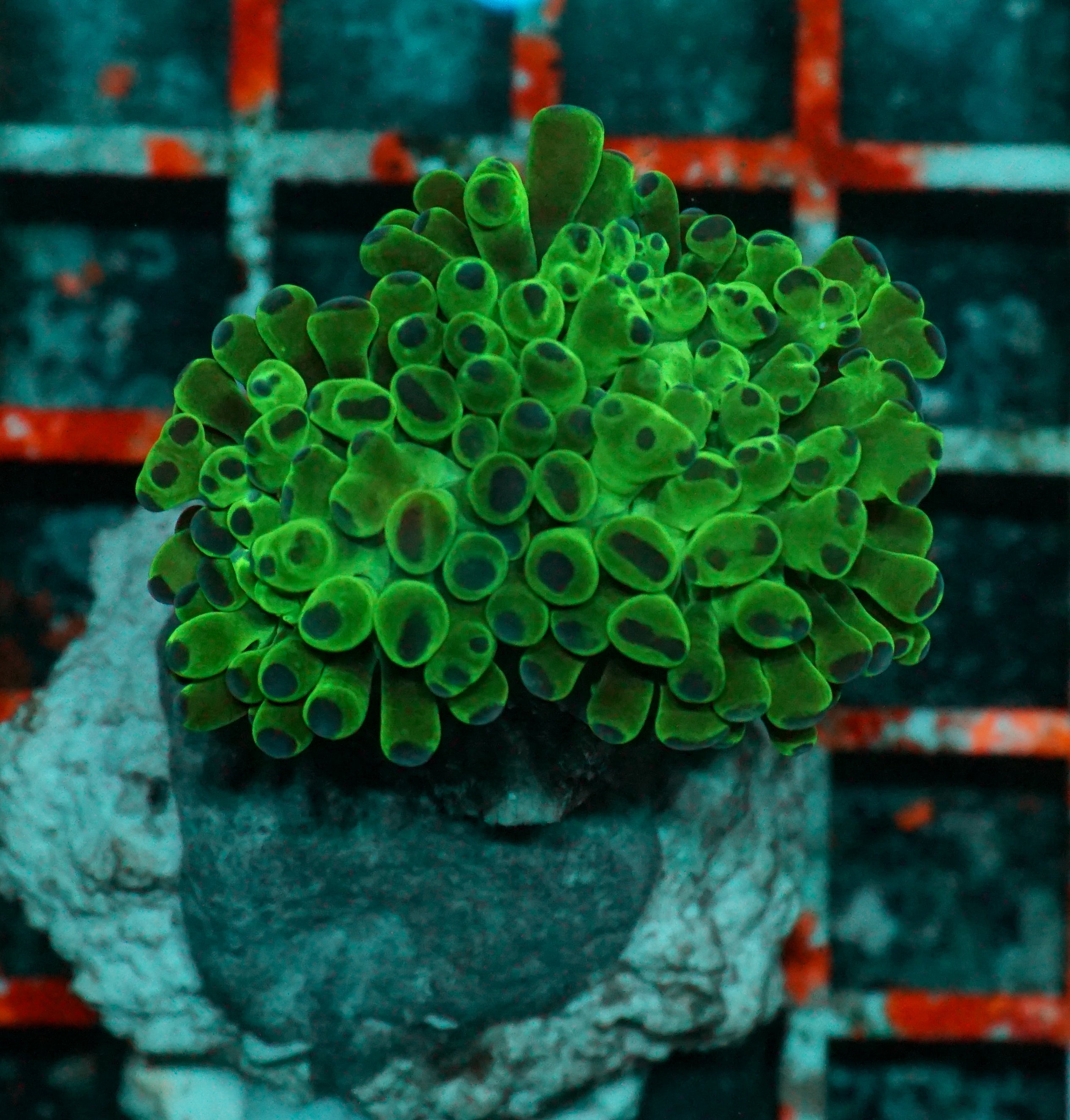Euphyllia/Fimbriaphyllia paraancora