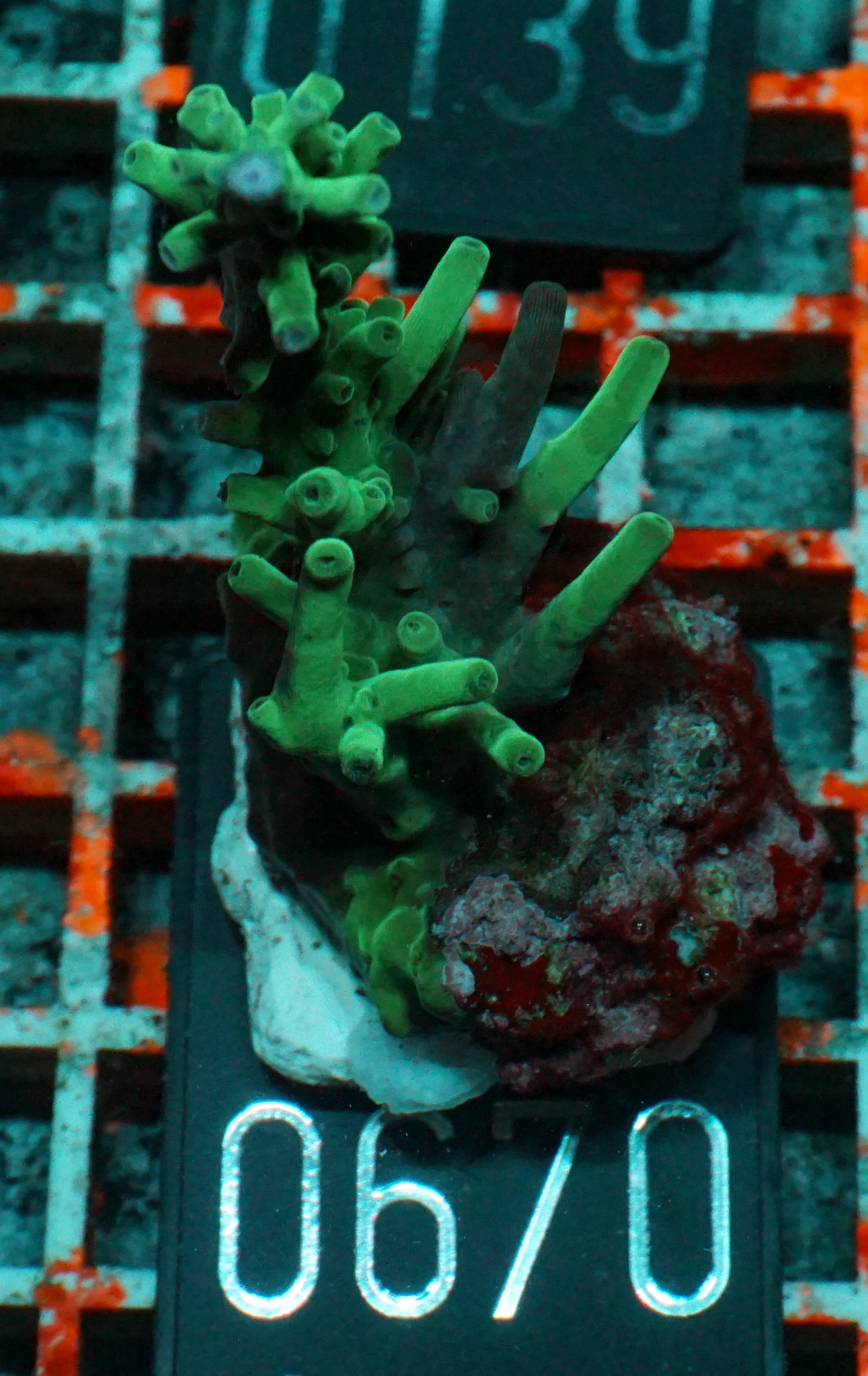 Acropora subglabra "blue ocean"