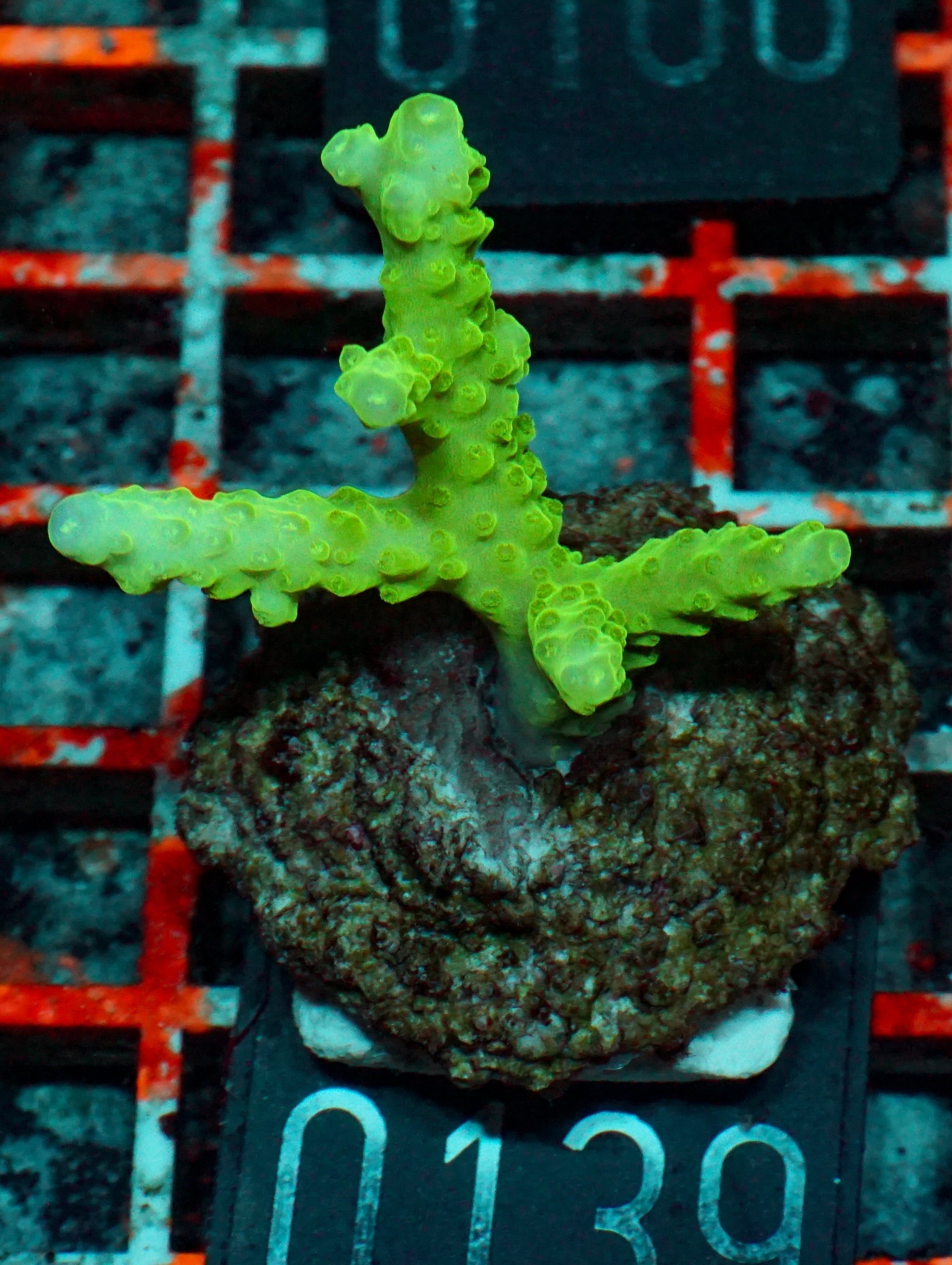 Acropora loisetteae "blue tips"