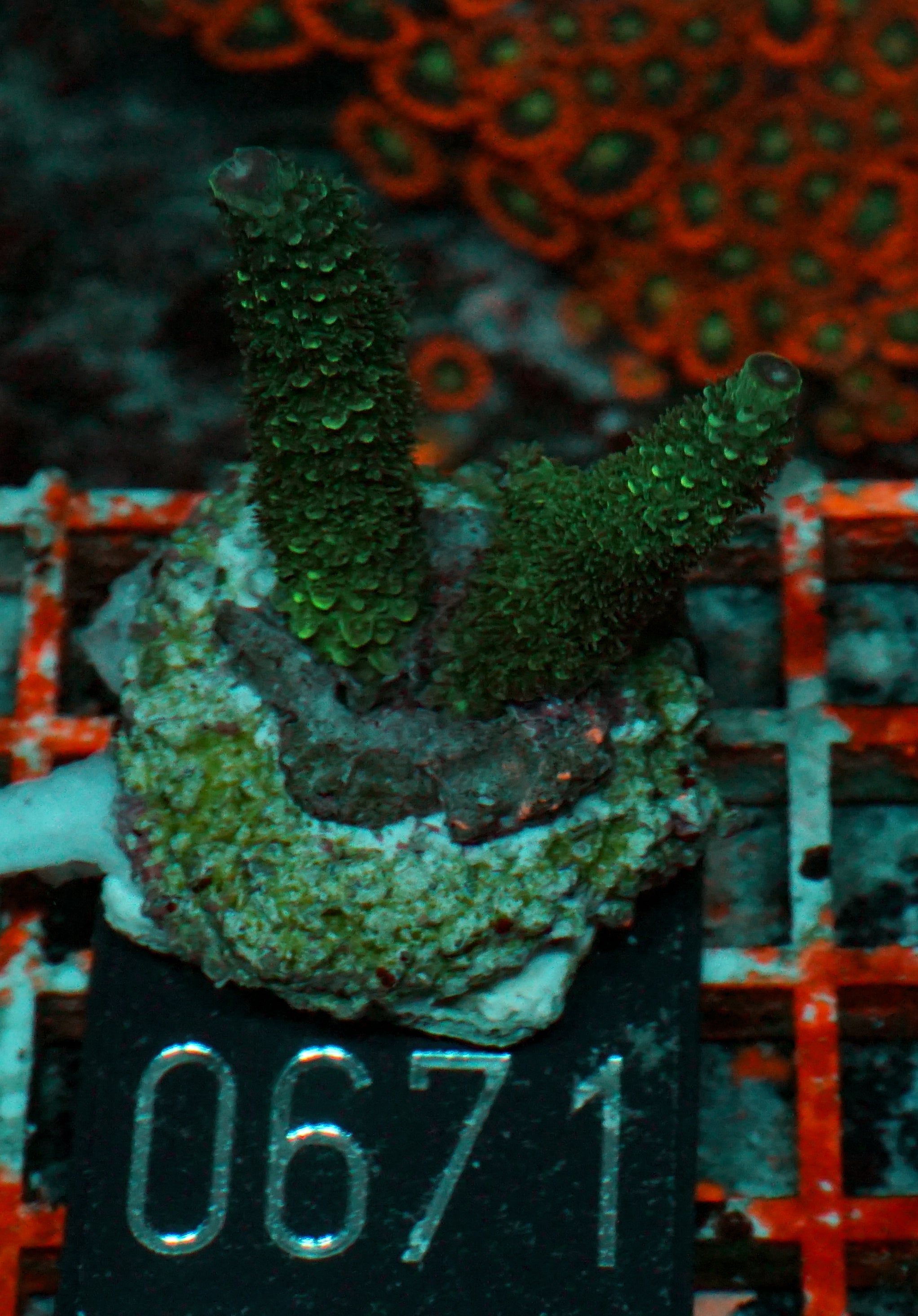 Acropora abrolhosenis “fluffy”