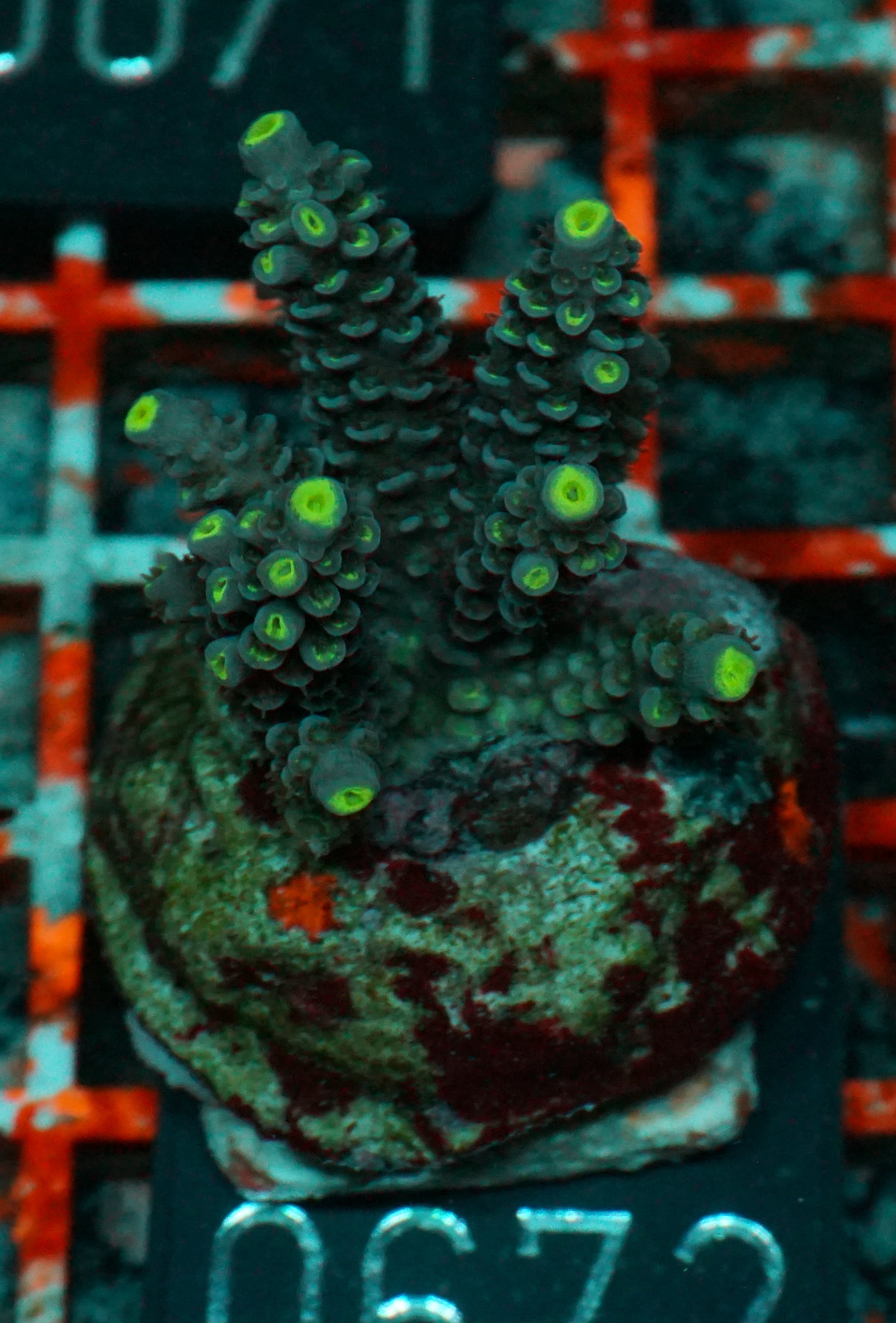 Acropora tenuis “Walt Disney art”