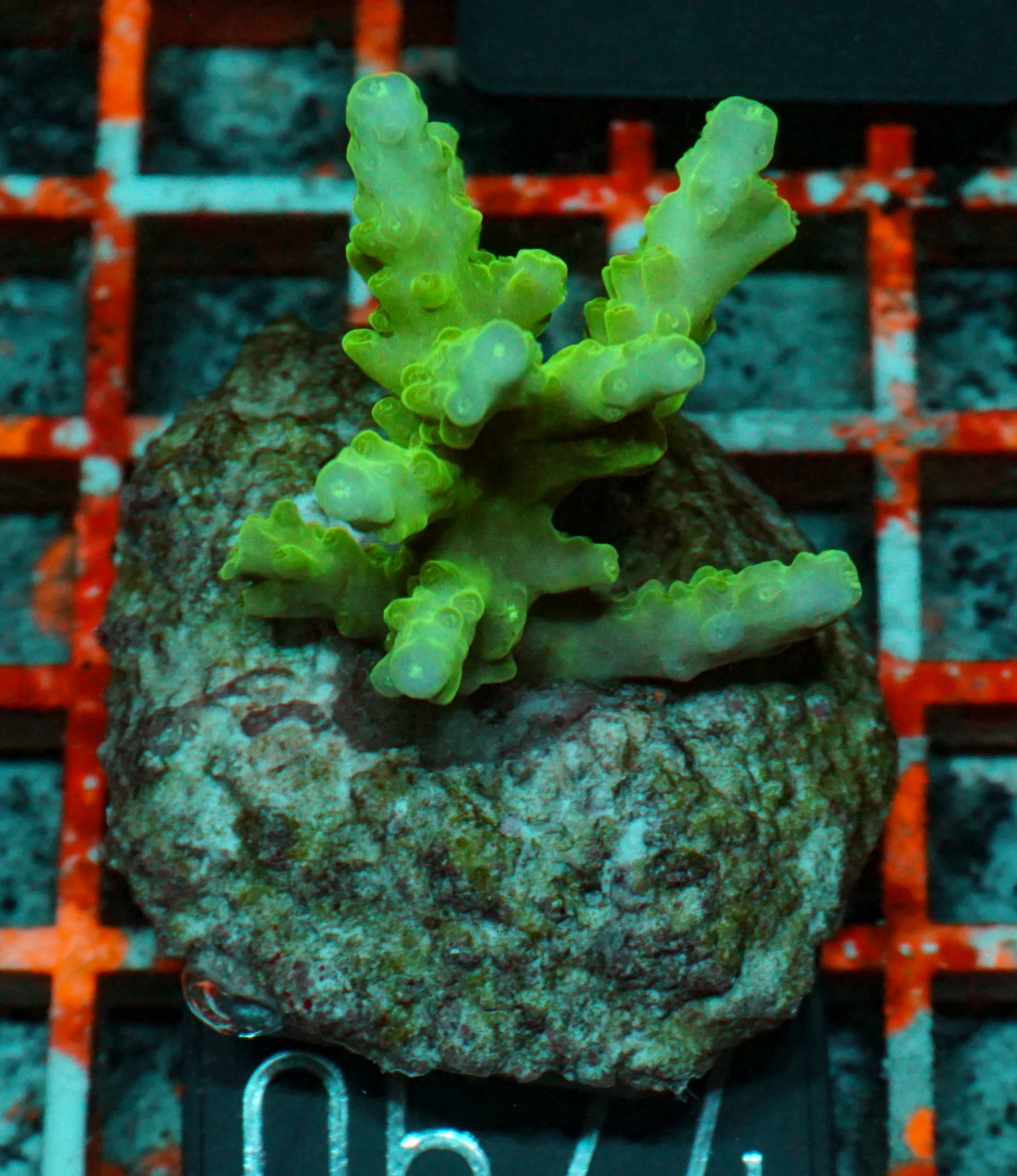 Acropora loisetteae "blue tips"