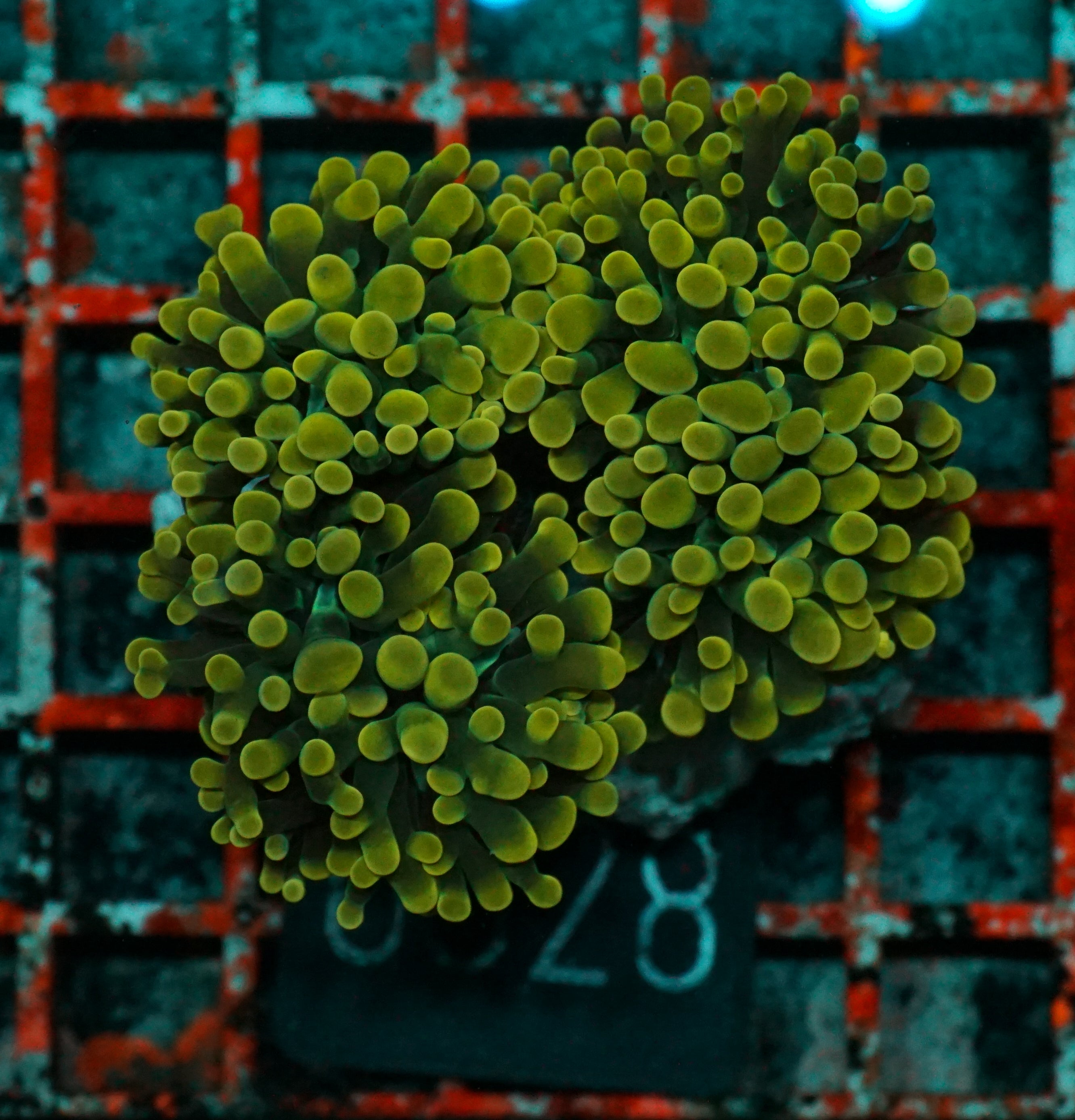 Euphyllia/Fimbriaphyllia paraancora "golden nugget"